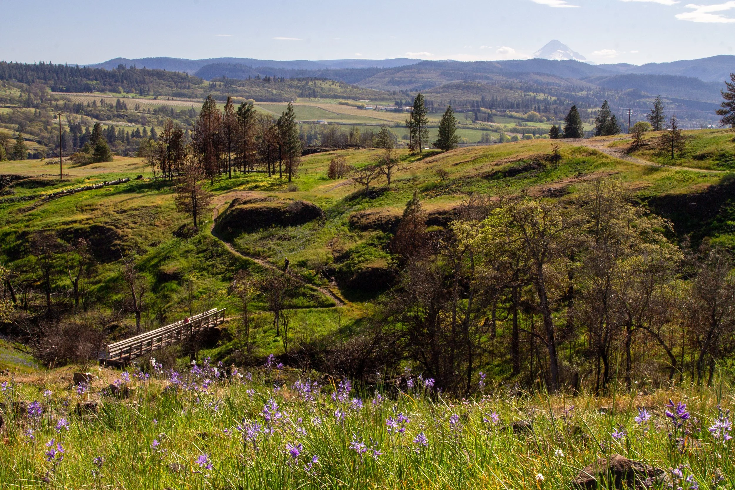 Camas blooms in front of footbridge over Catherine Creek