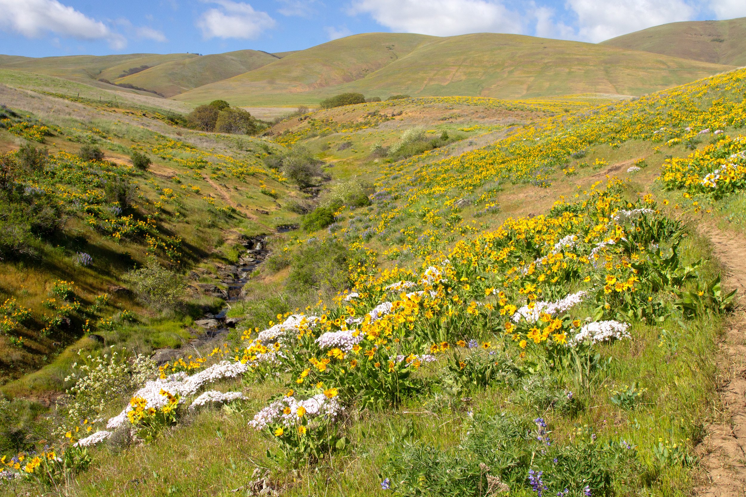 Wildflower-covered hills