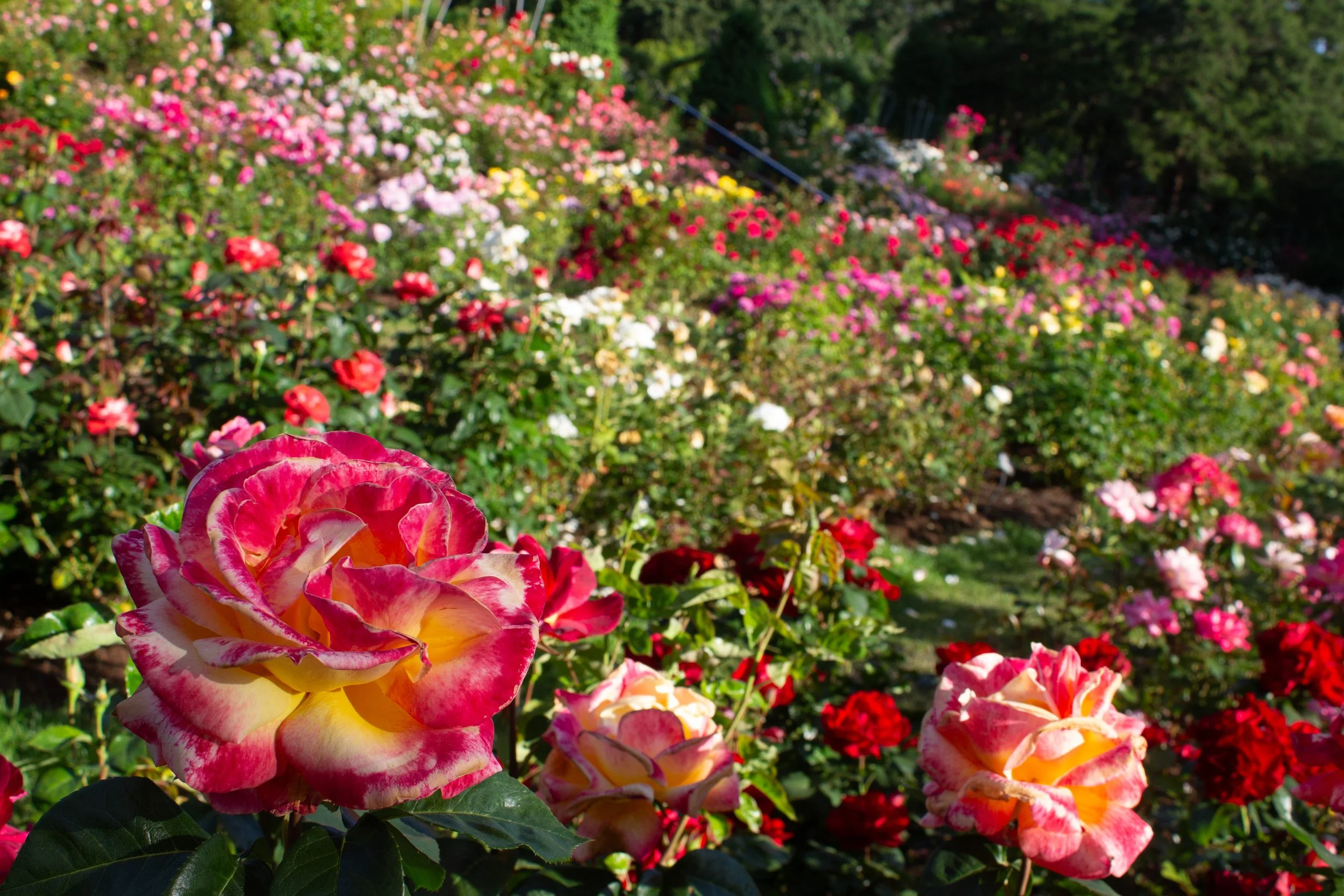 Many rose bushes in bloom