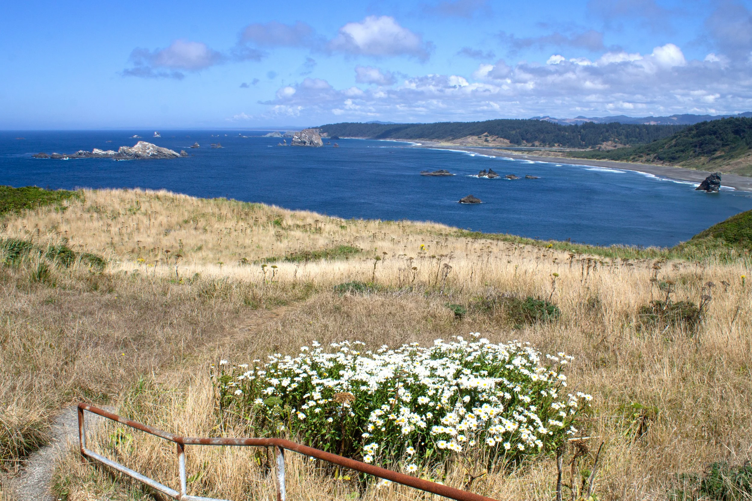 Daisies bloom in field overlooking ocean