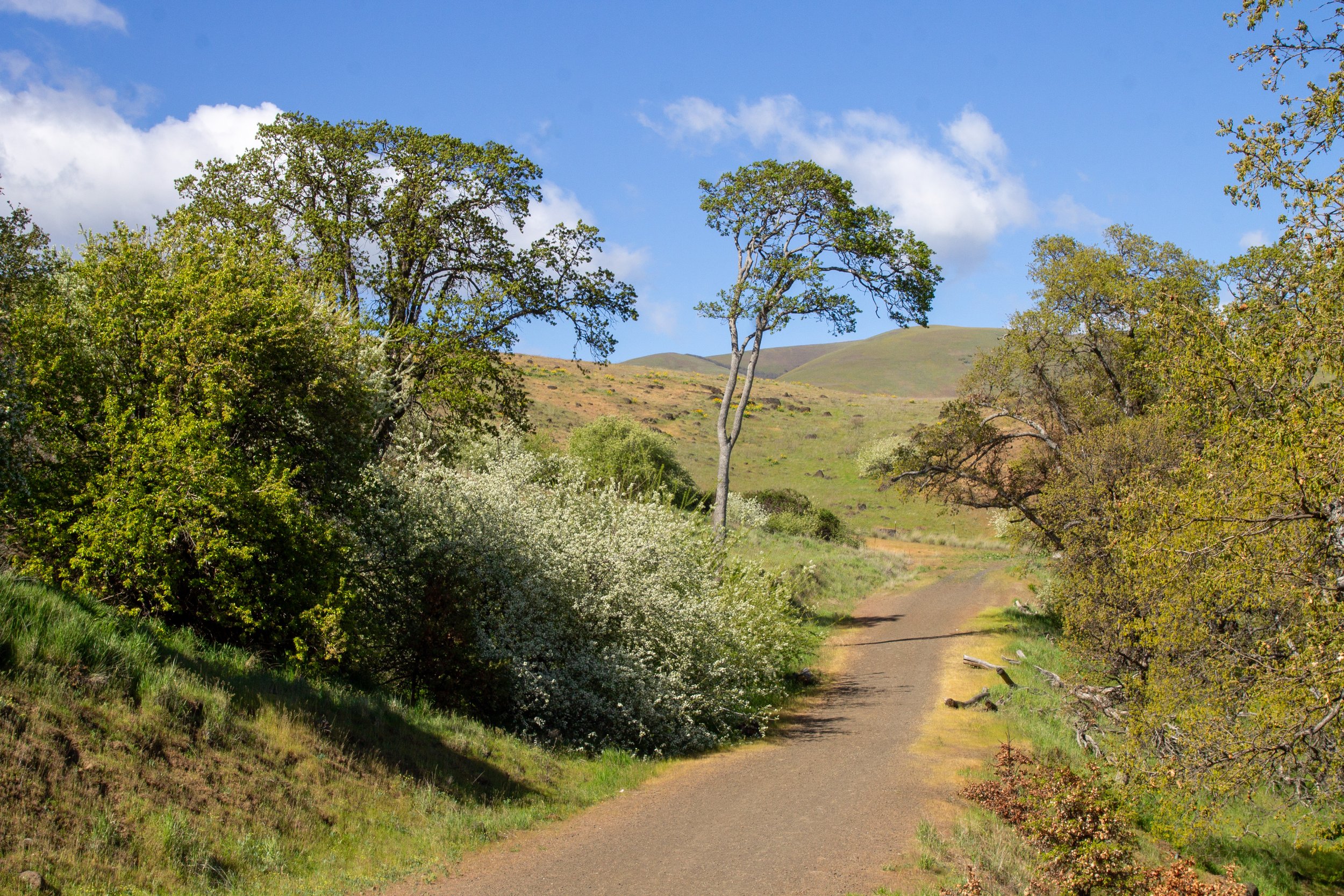 Oaks and bitter cherry bushes along wide gravel trail