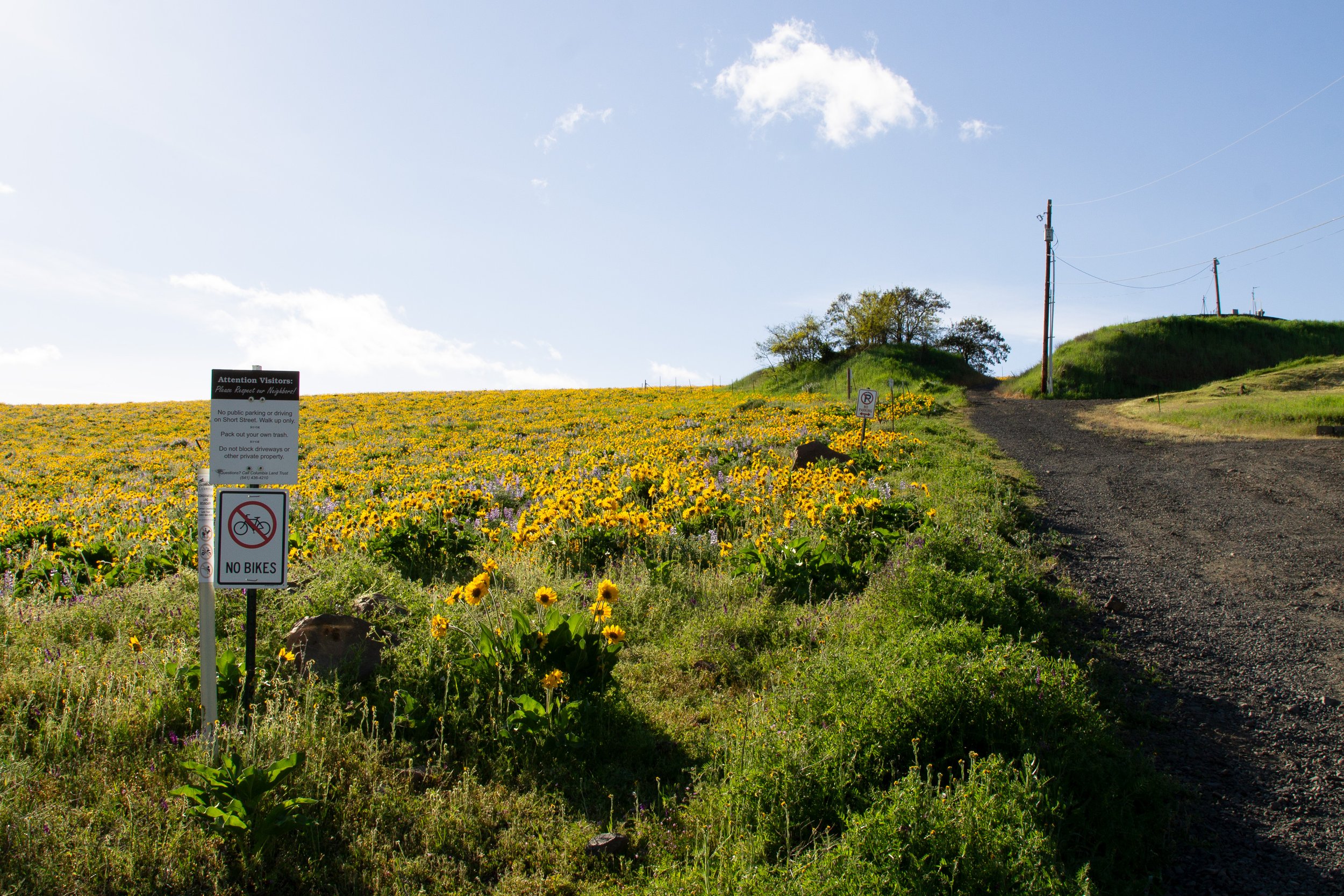 Wildflower field next to dirt road