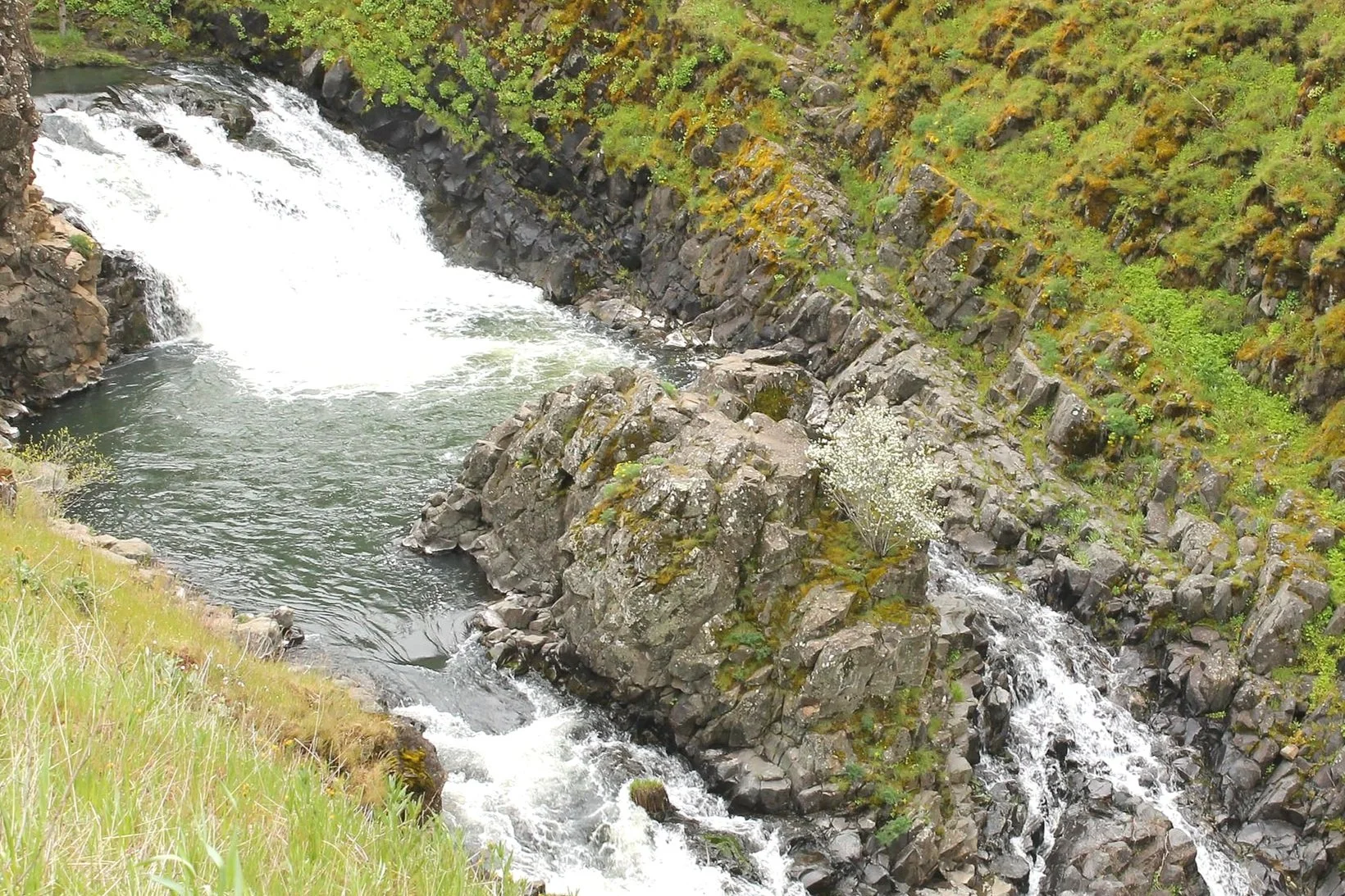 Mosier Plateau and Idiot's Grace — Pines and Vines