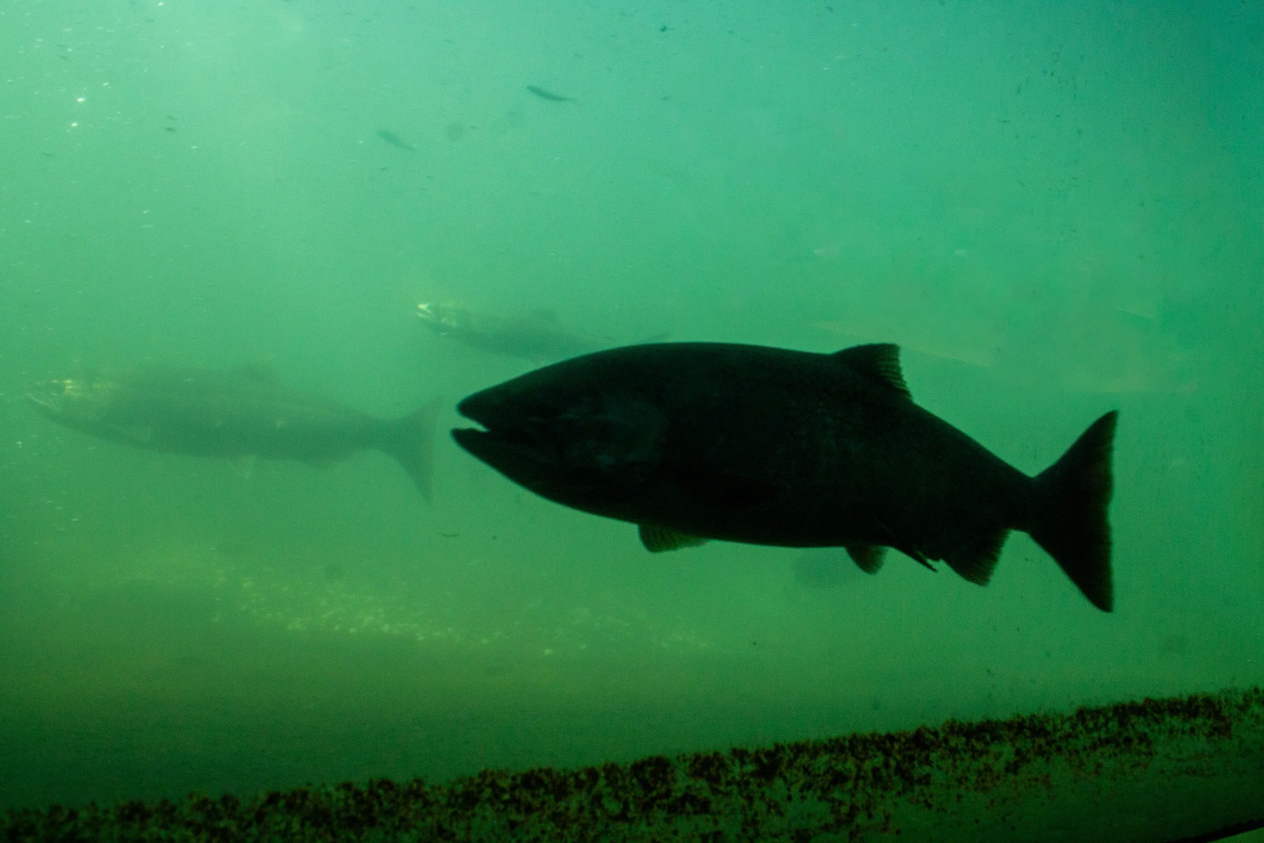 Fish swimming through fish laddder