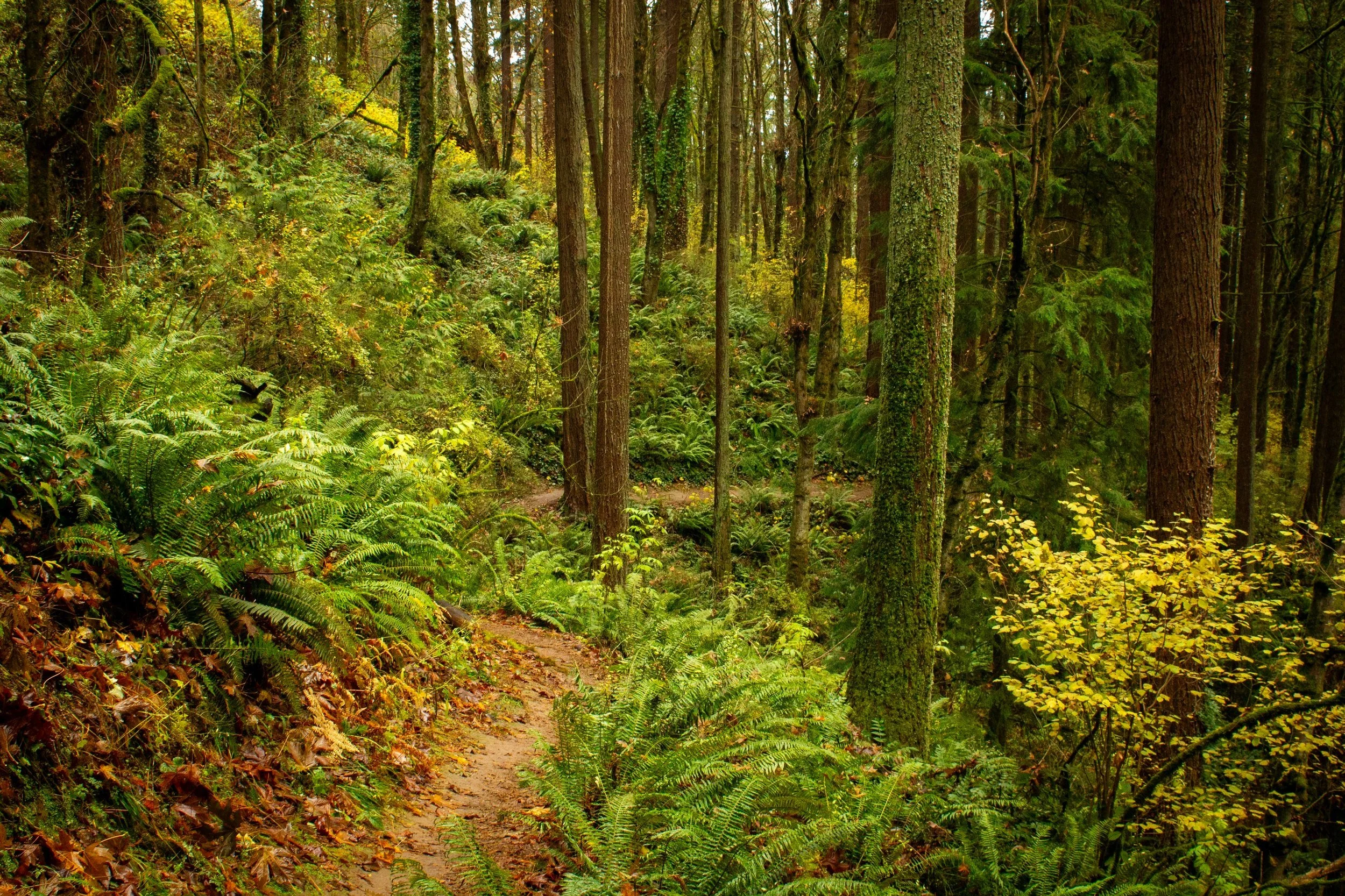 15 Stunning Fall Color Hikes near Portland — Pines and Vines