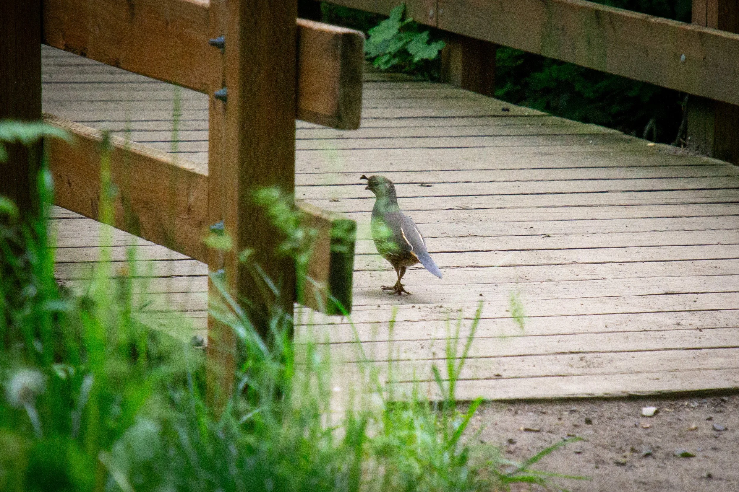Quail on footbridge