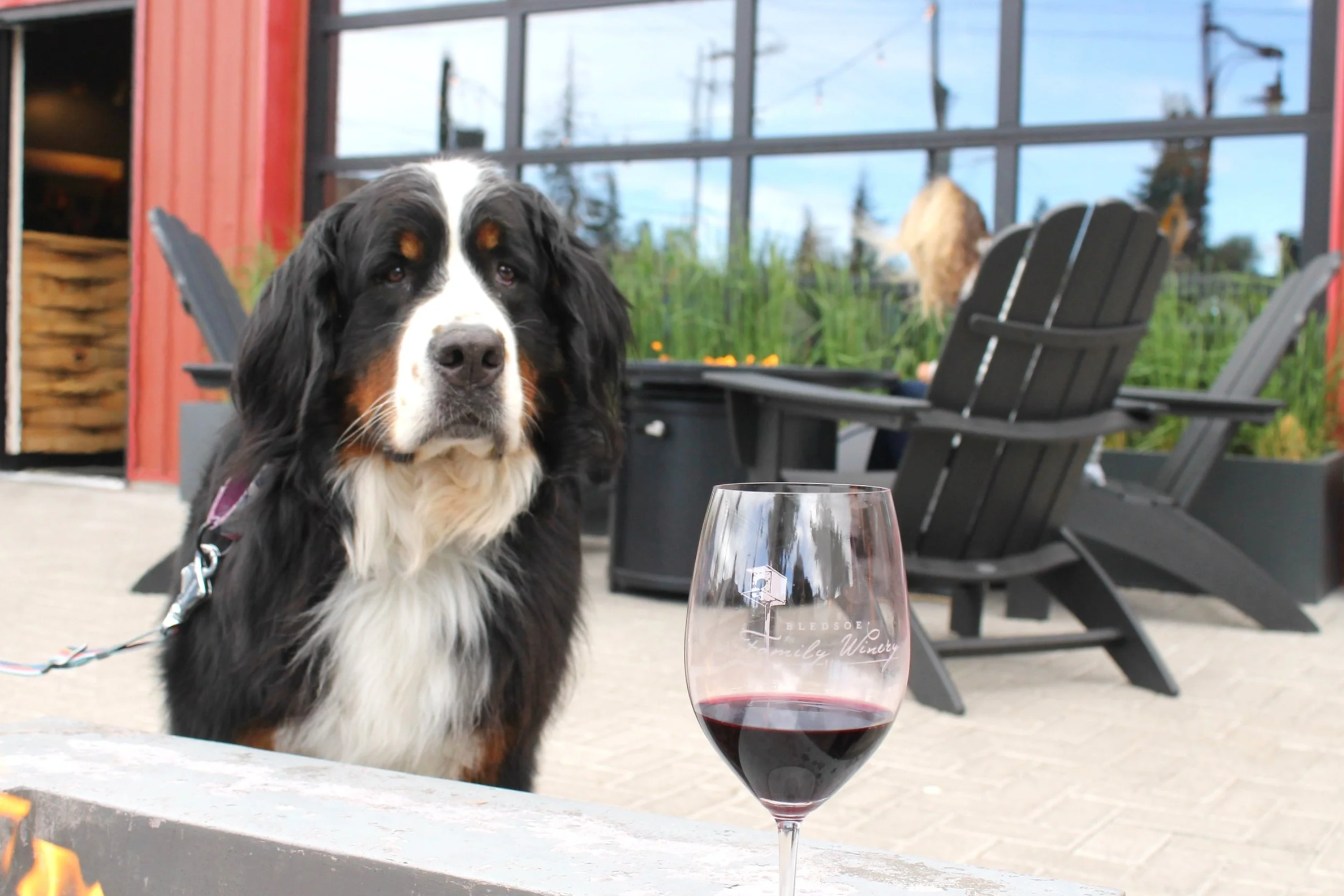Dog on patio with fire pit and wine glass