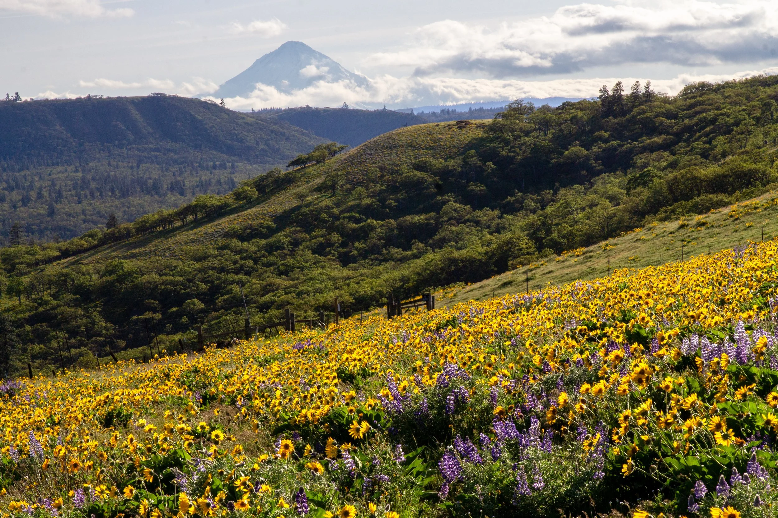 Mount Hood summit behind wildflower field