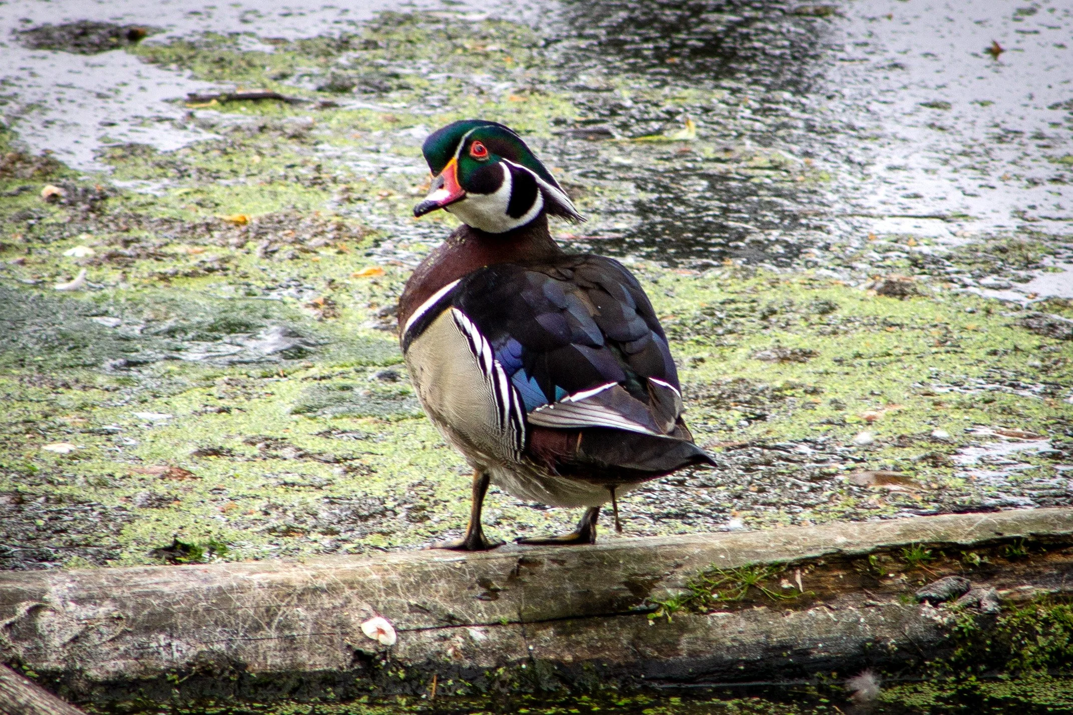 Wood duck on log in marsh