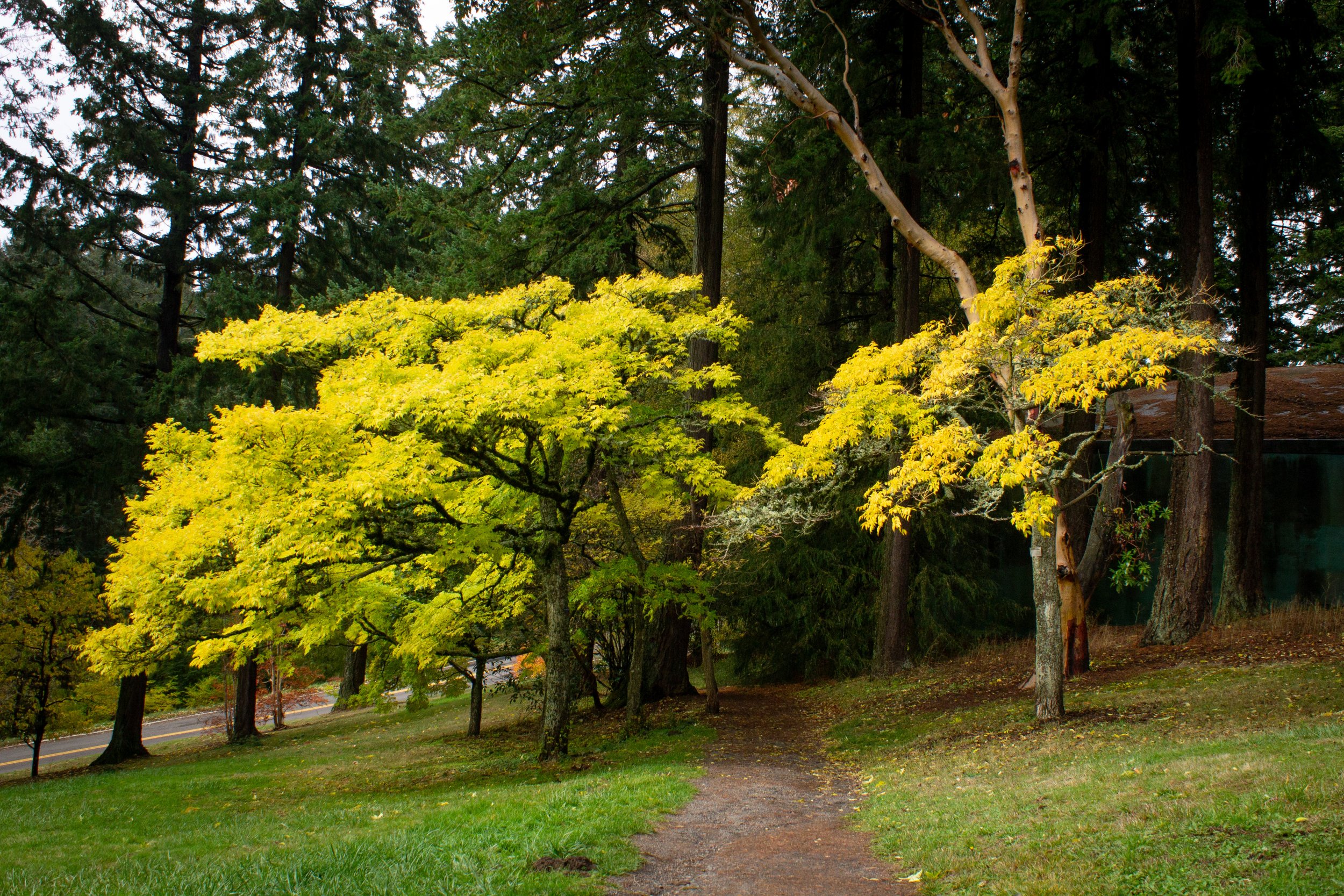 Hoyt Arboretum