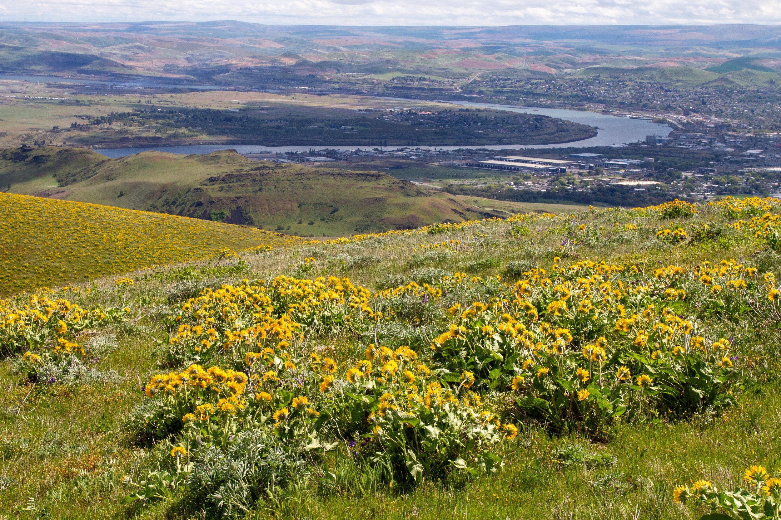 Columbia River beyond hillside with balsamroot
