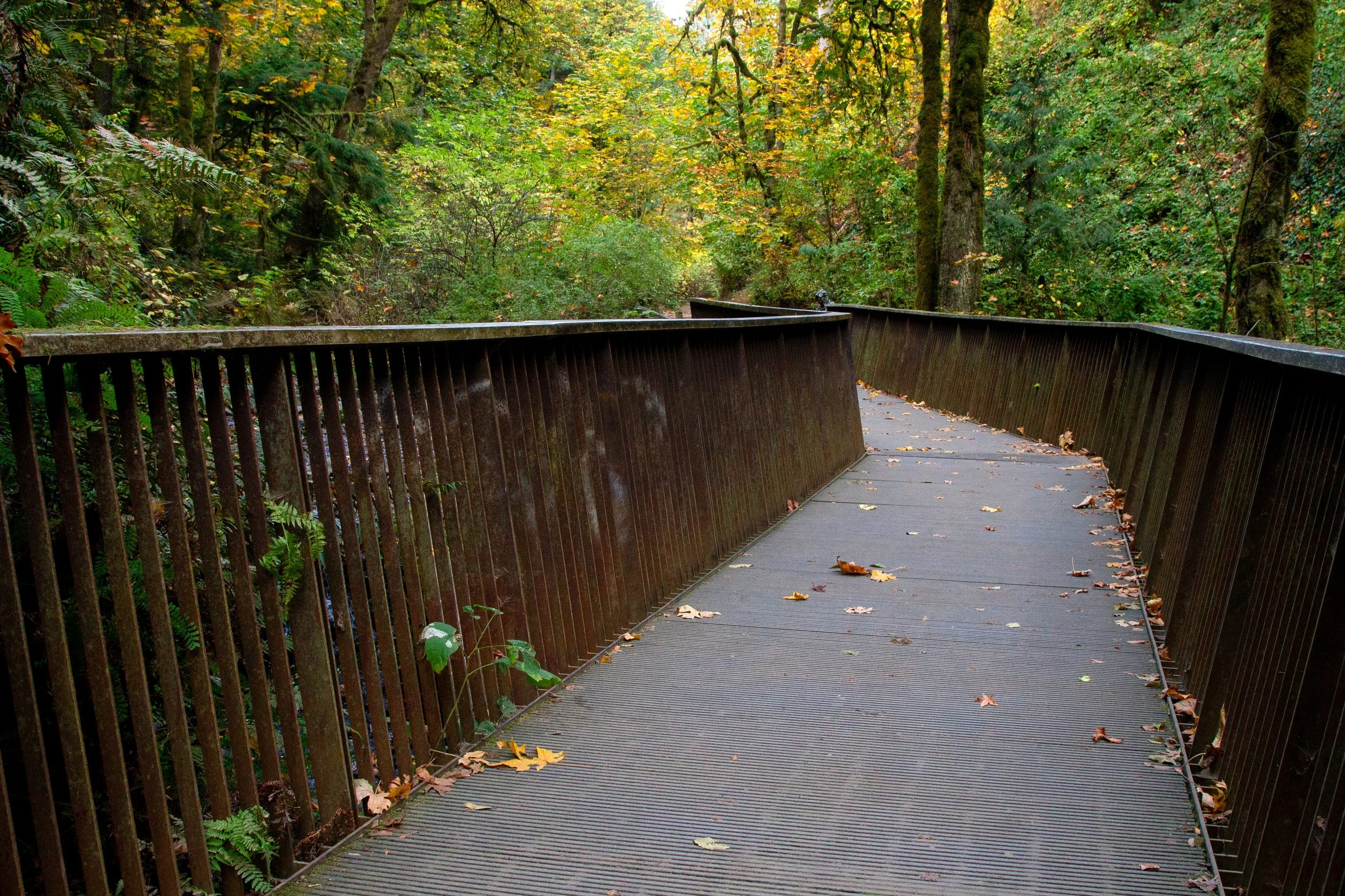 Bridge in Forest Park on Pittock Mansion hike