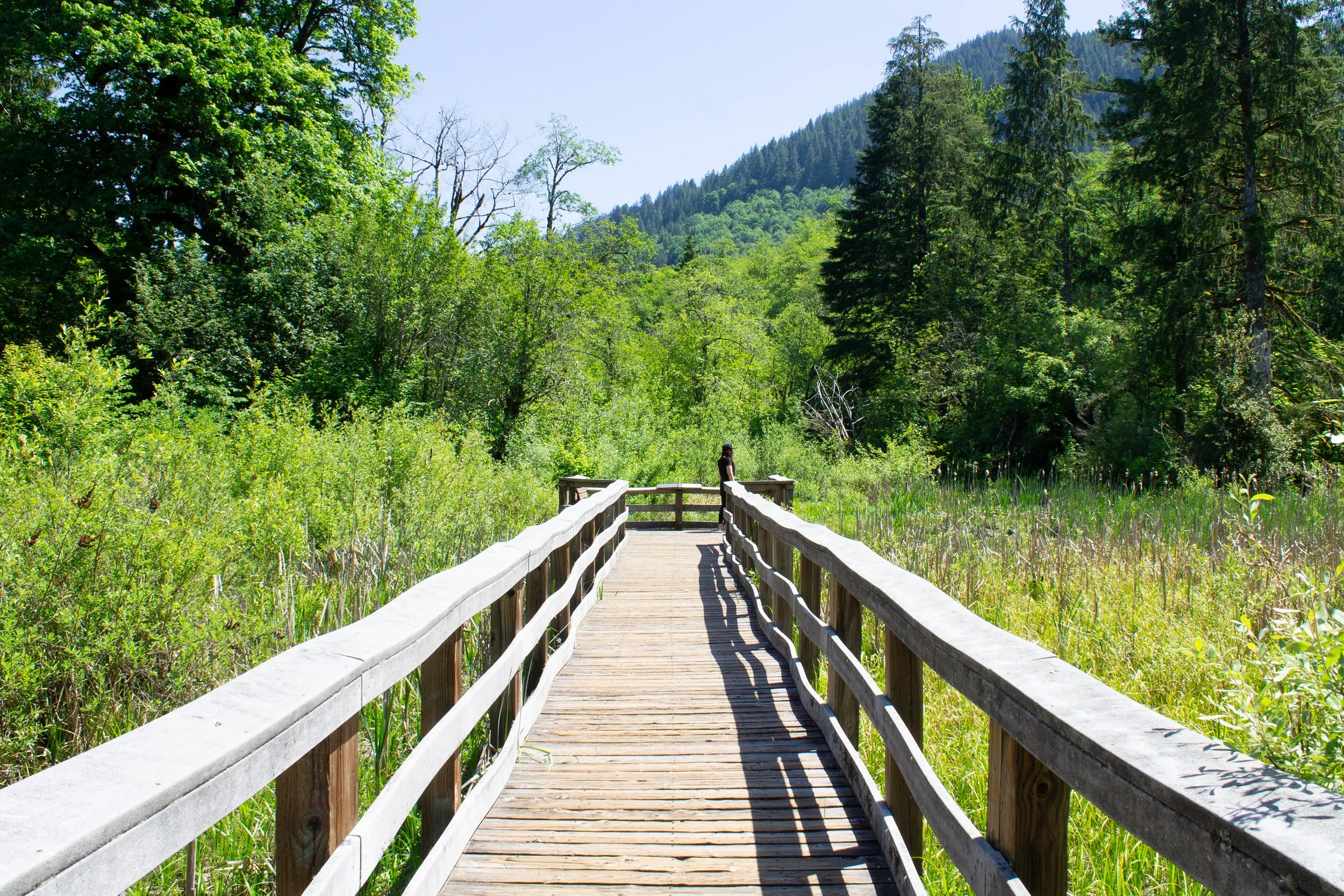 Boardwalk in marsh