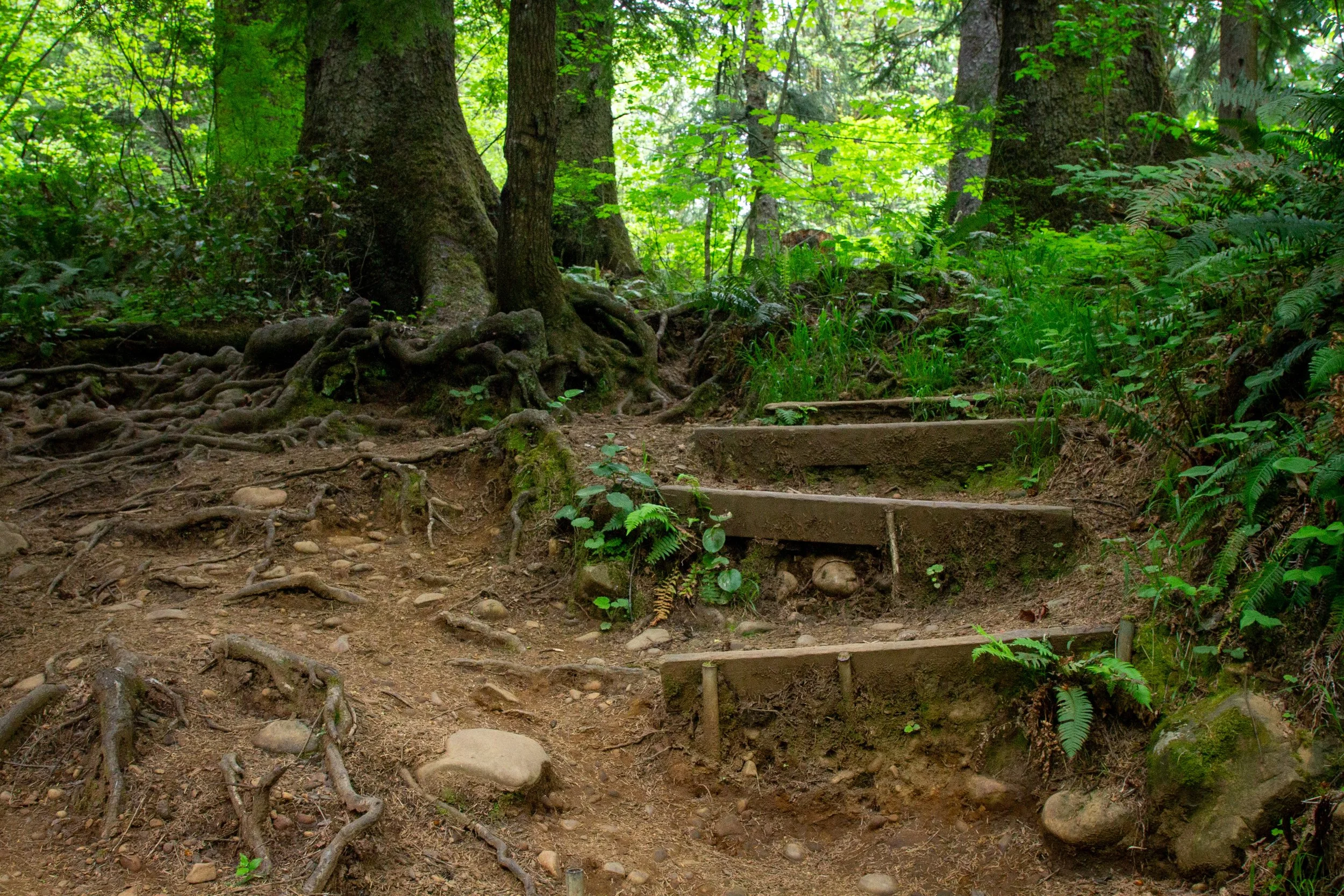 Tree roots and uneven steps on forest trail