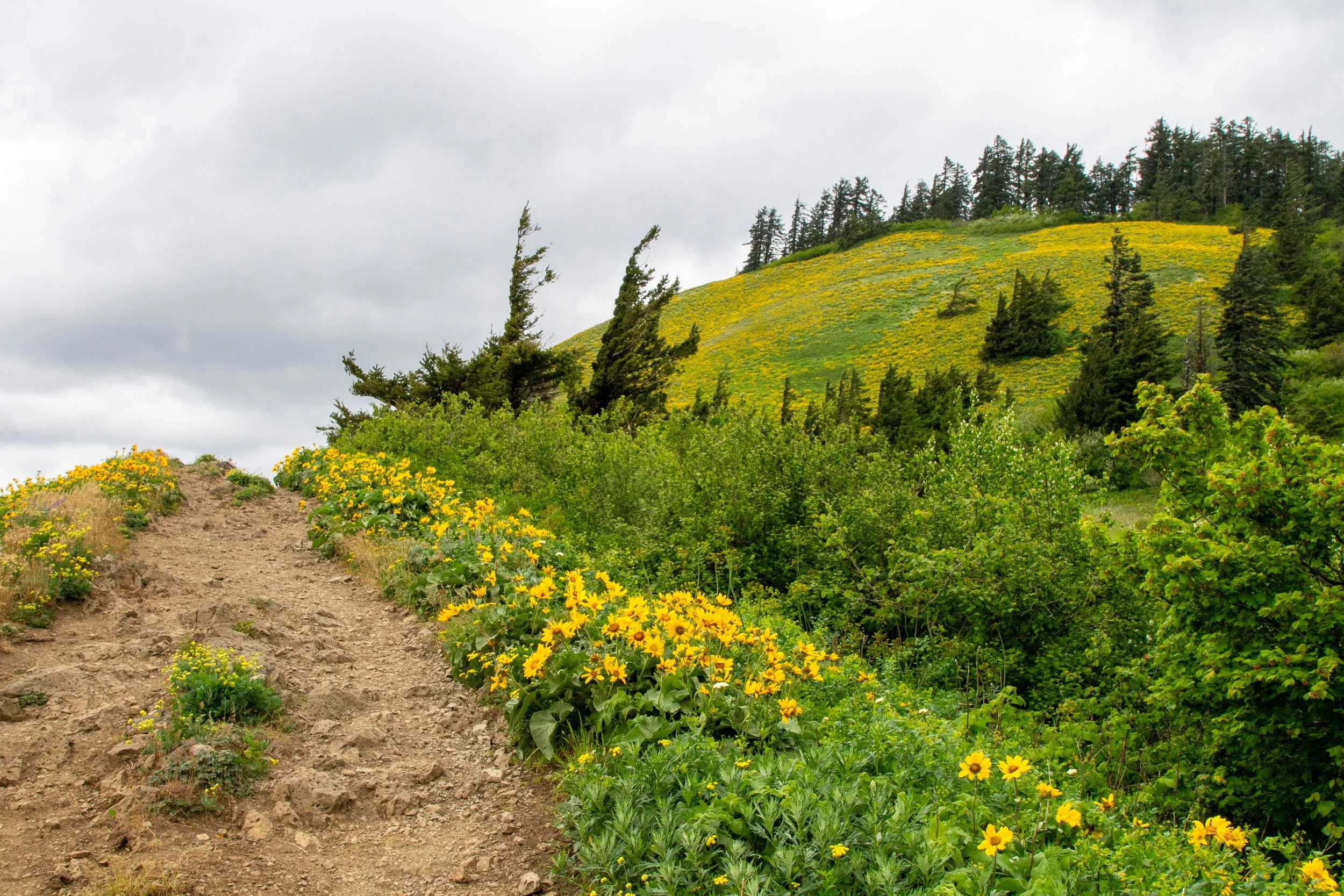 Wildflowers around rocky trail