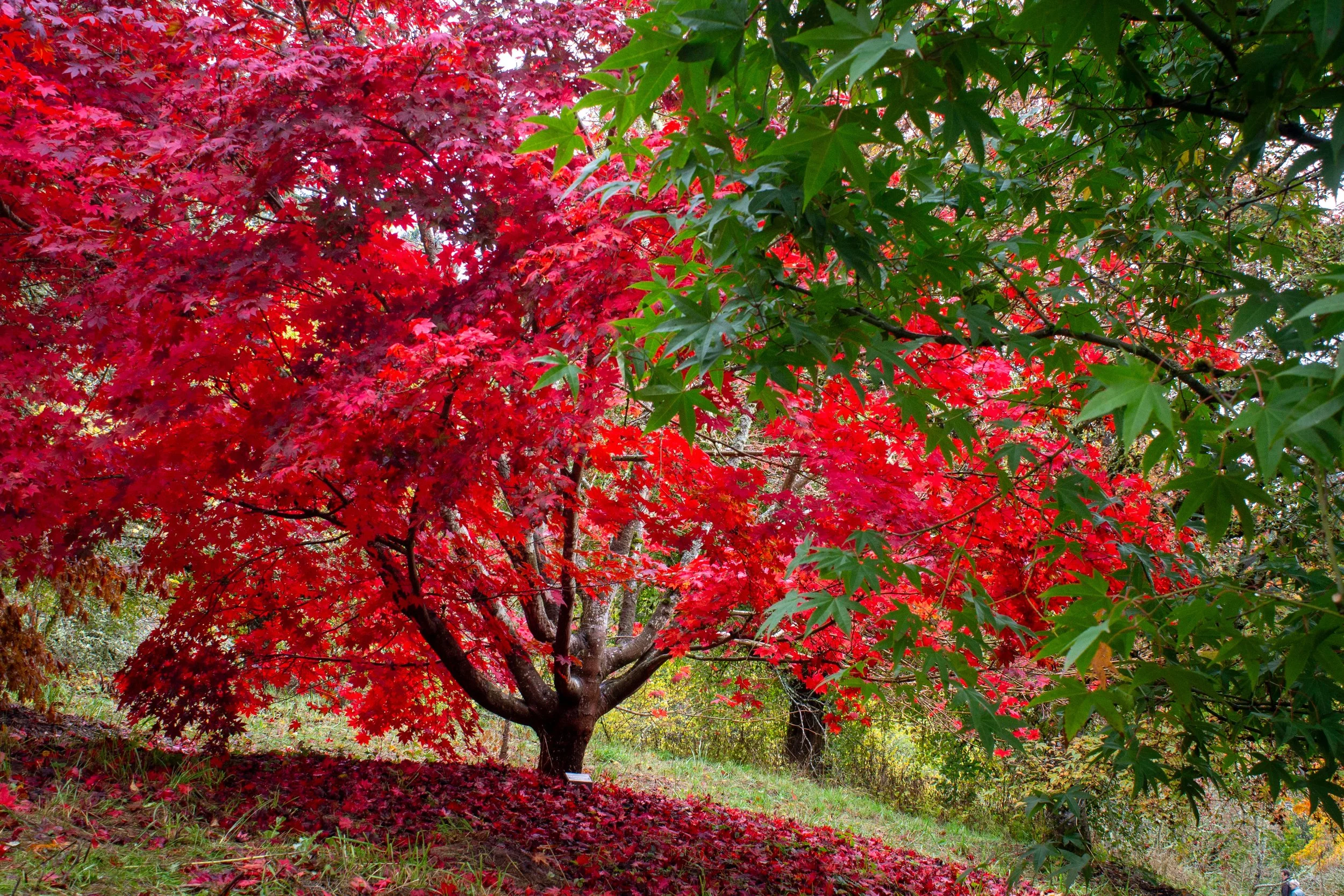 Bright red leaves on Japanese maple tree