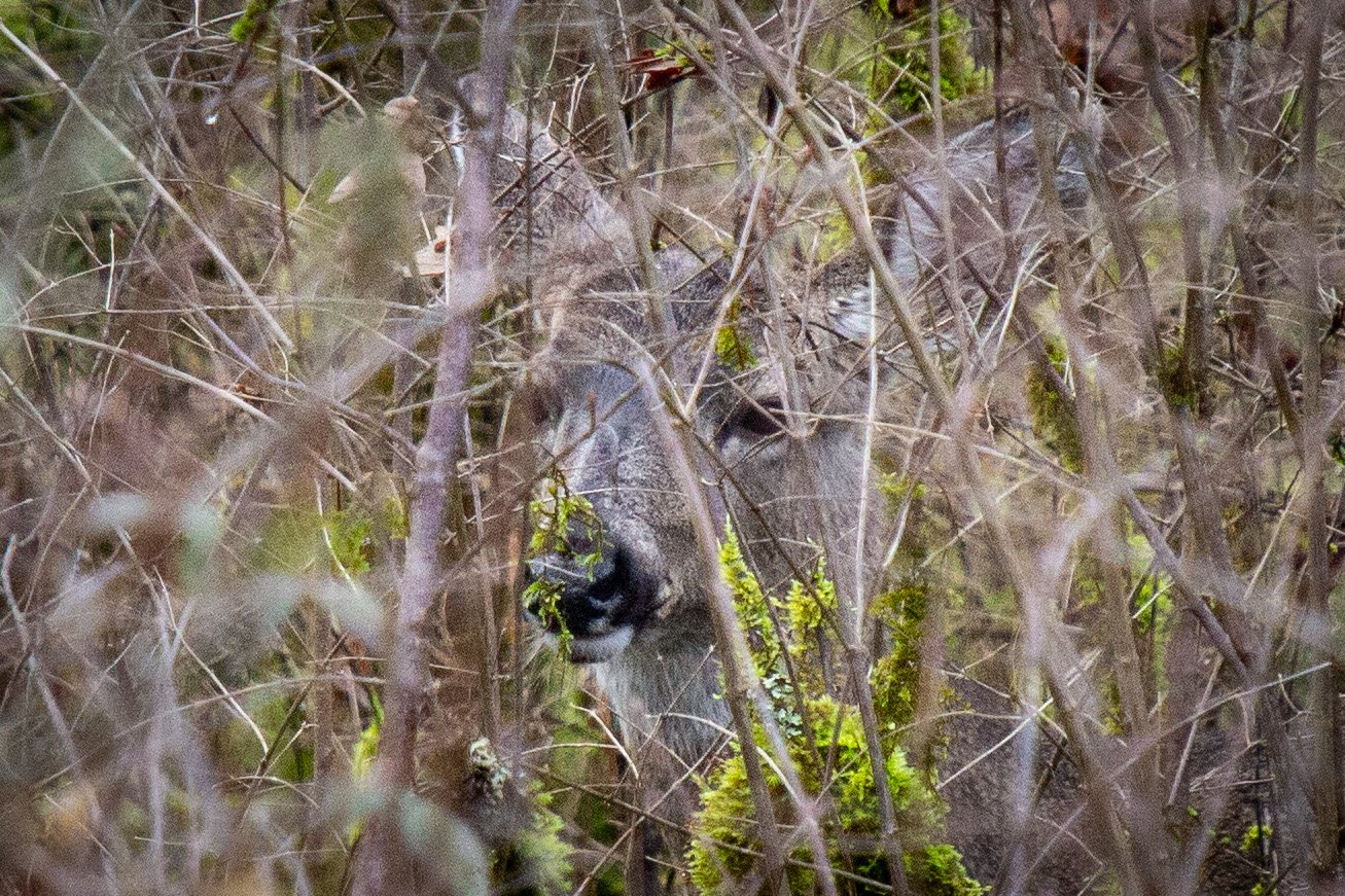 Deer behind thick brush
