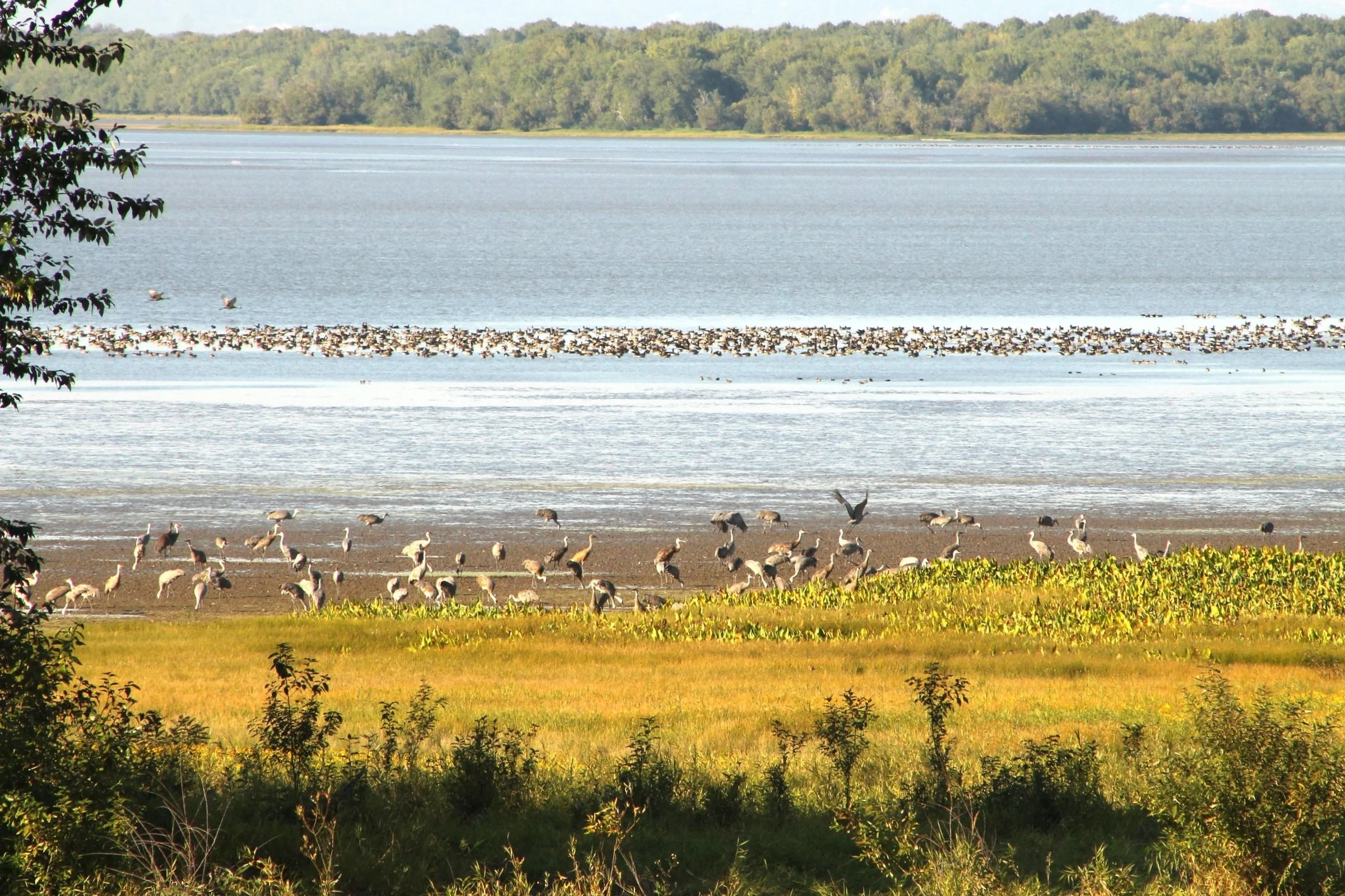 Large flock of sandhill cranes on lake