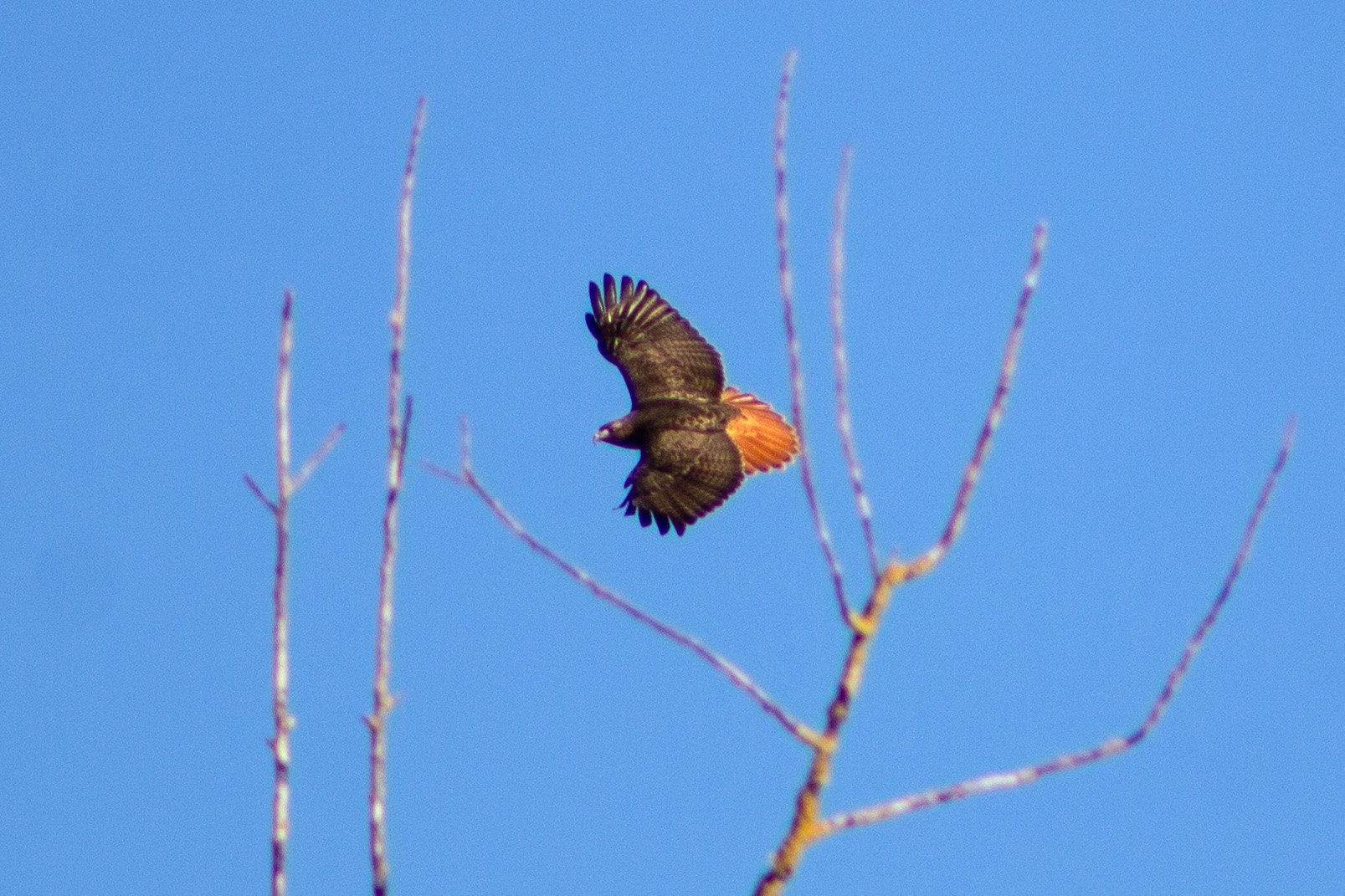 Red-tailed hawk in flight