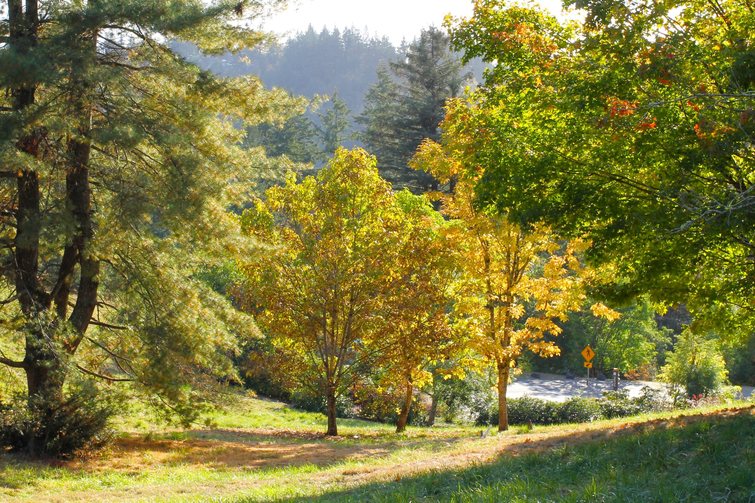 Grassy hillside with trees