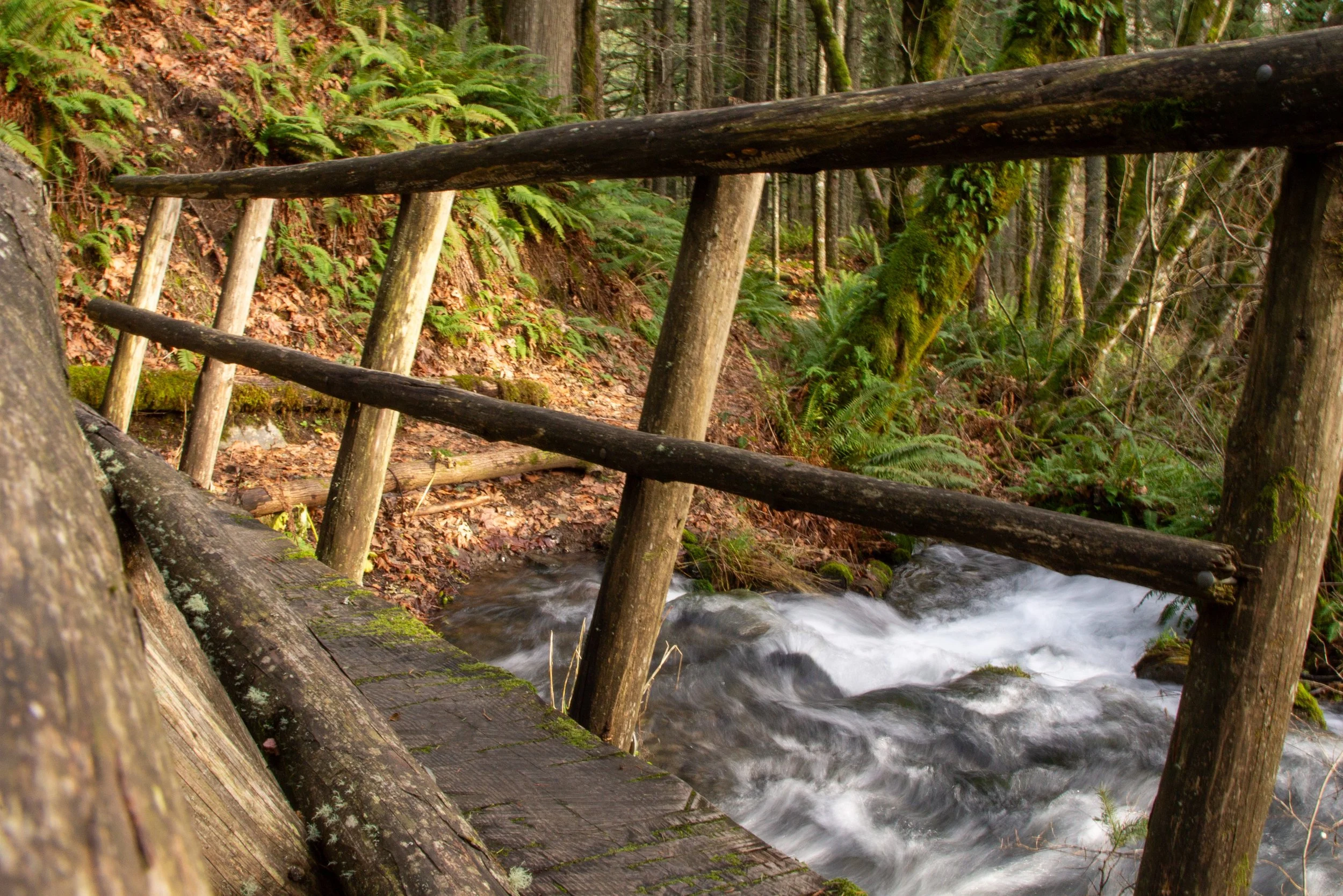 Log footbridge over creek