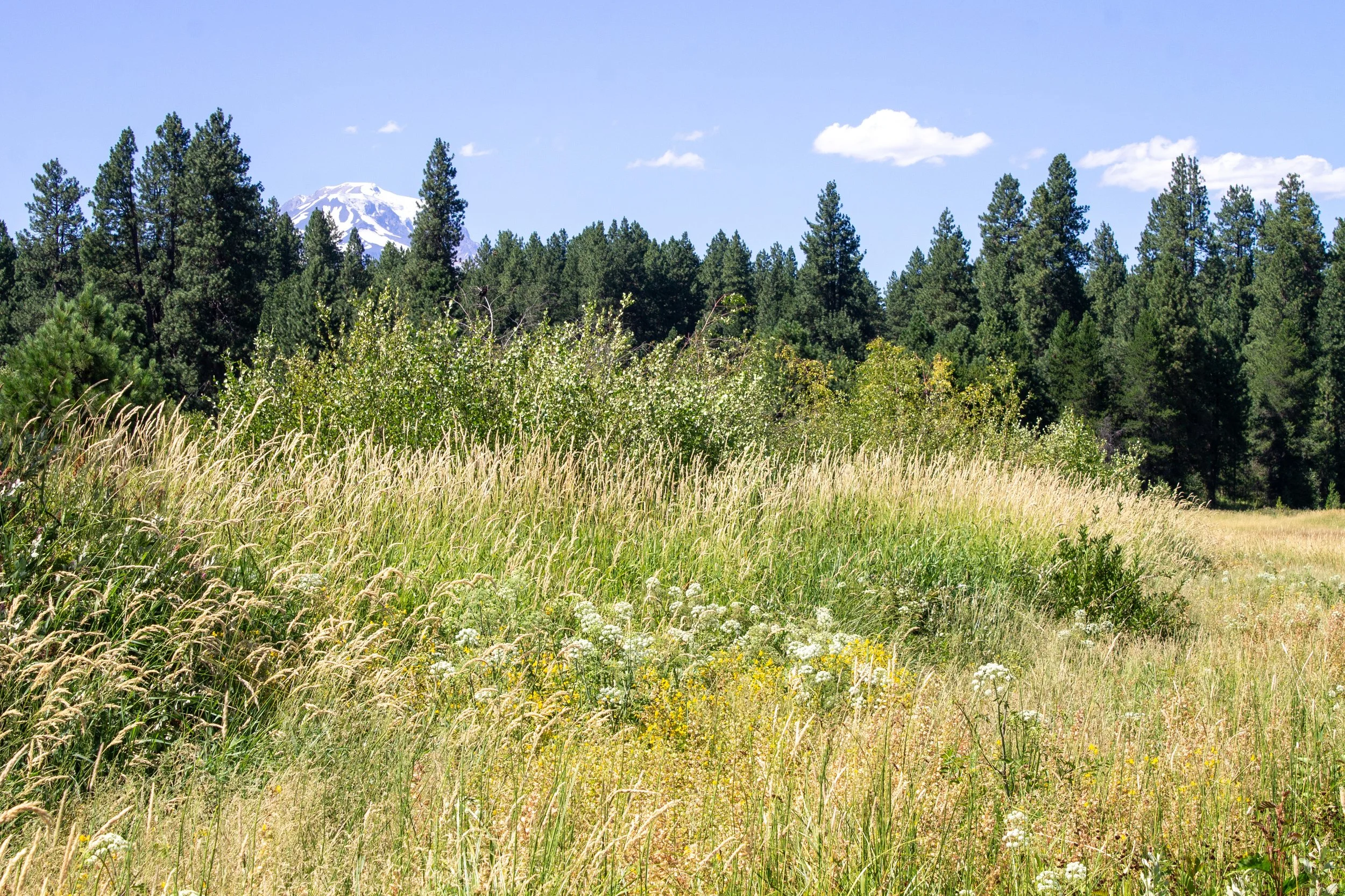 Top of Mount Adams behind field and forest