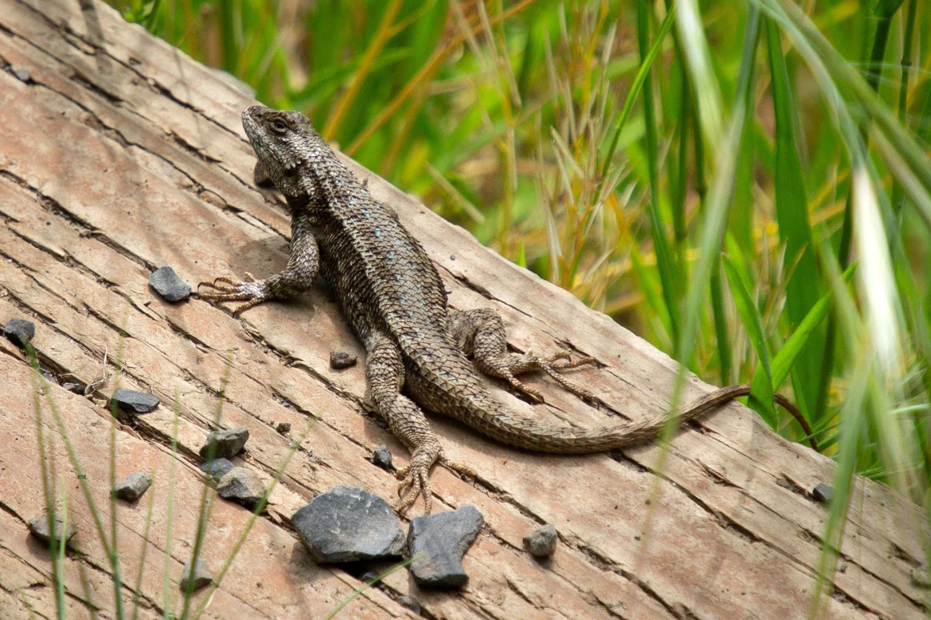 Lizard