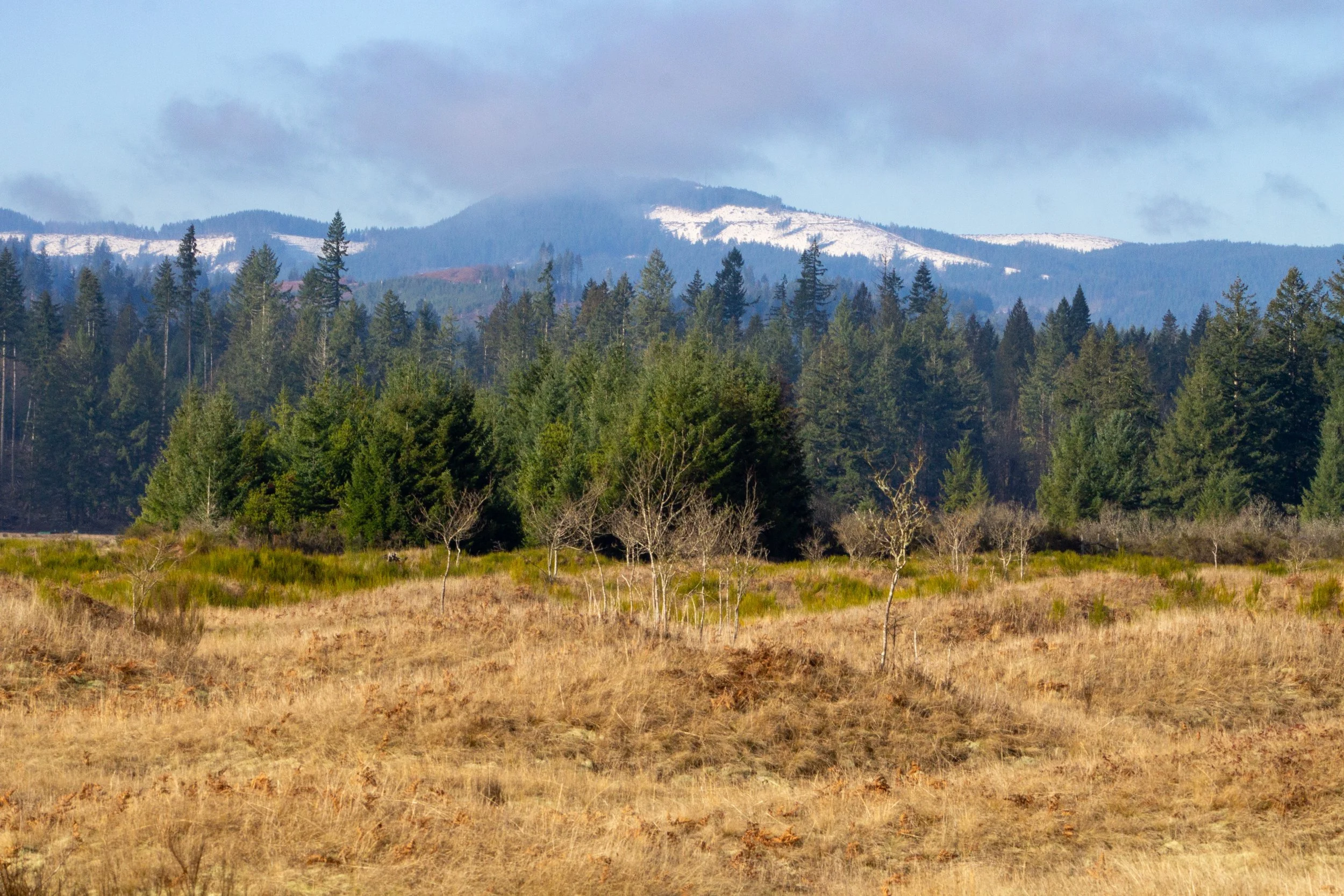 Snowy mountains behind forest and Mima mounds