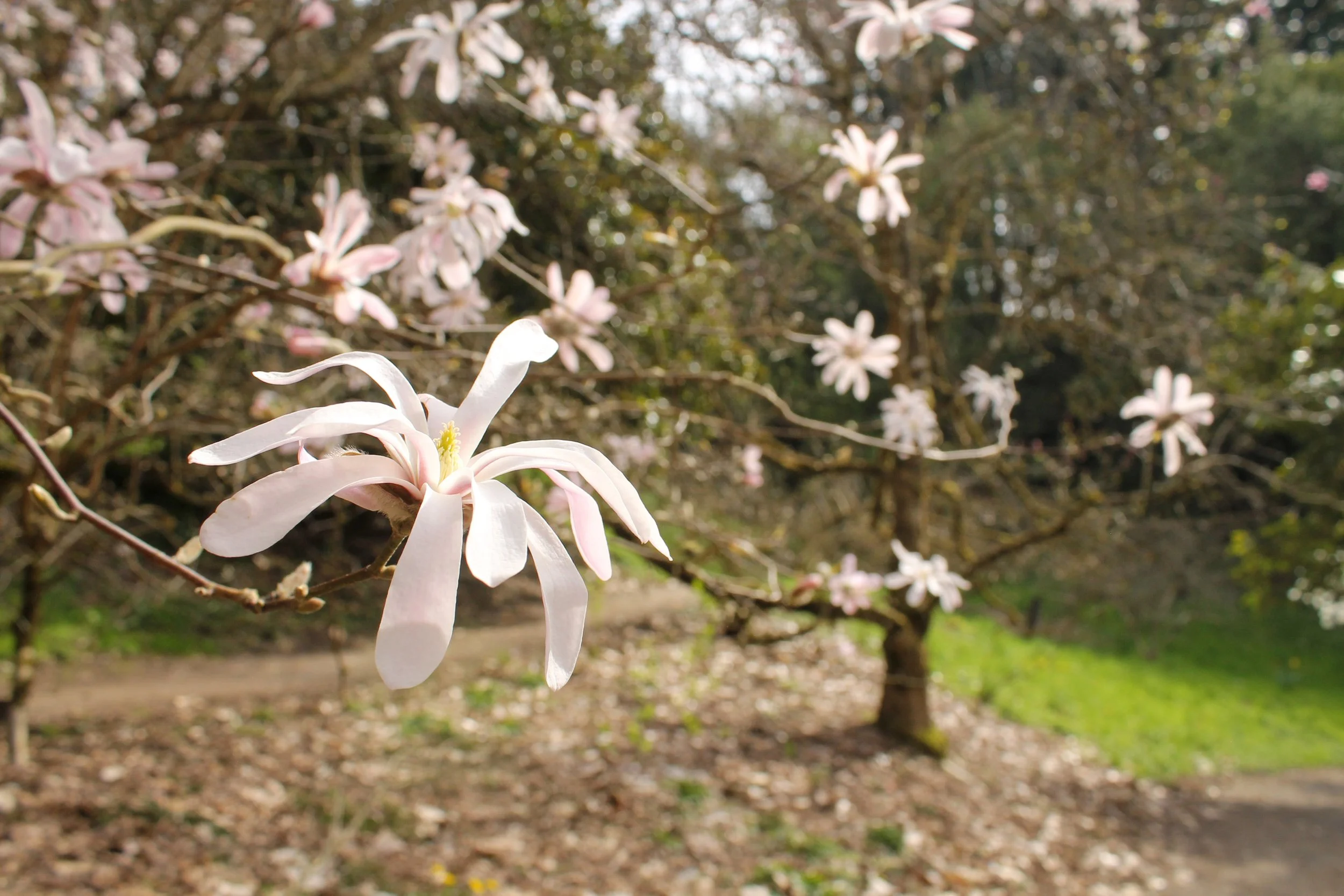 Magnolia blossoms on tree branches