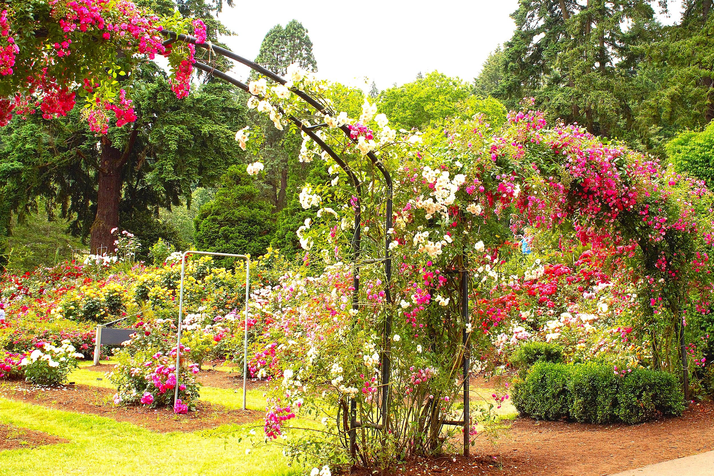 Visiting Portland’s International Rose Test Garden — Pines and Vines