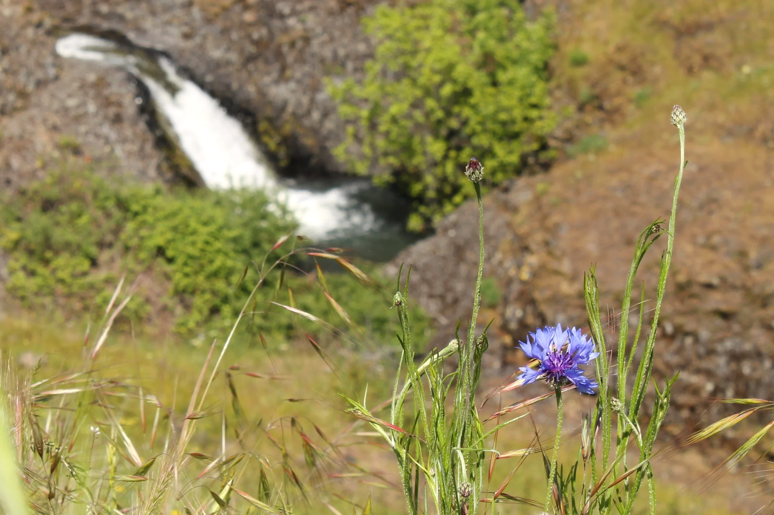 Catherine Creek Falls behind blue wildflower