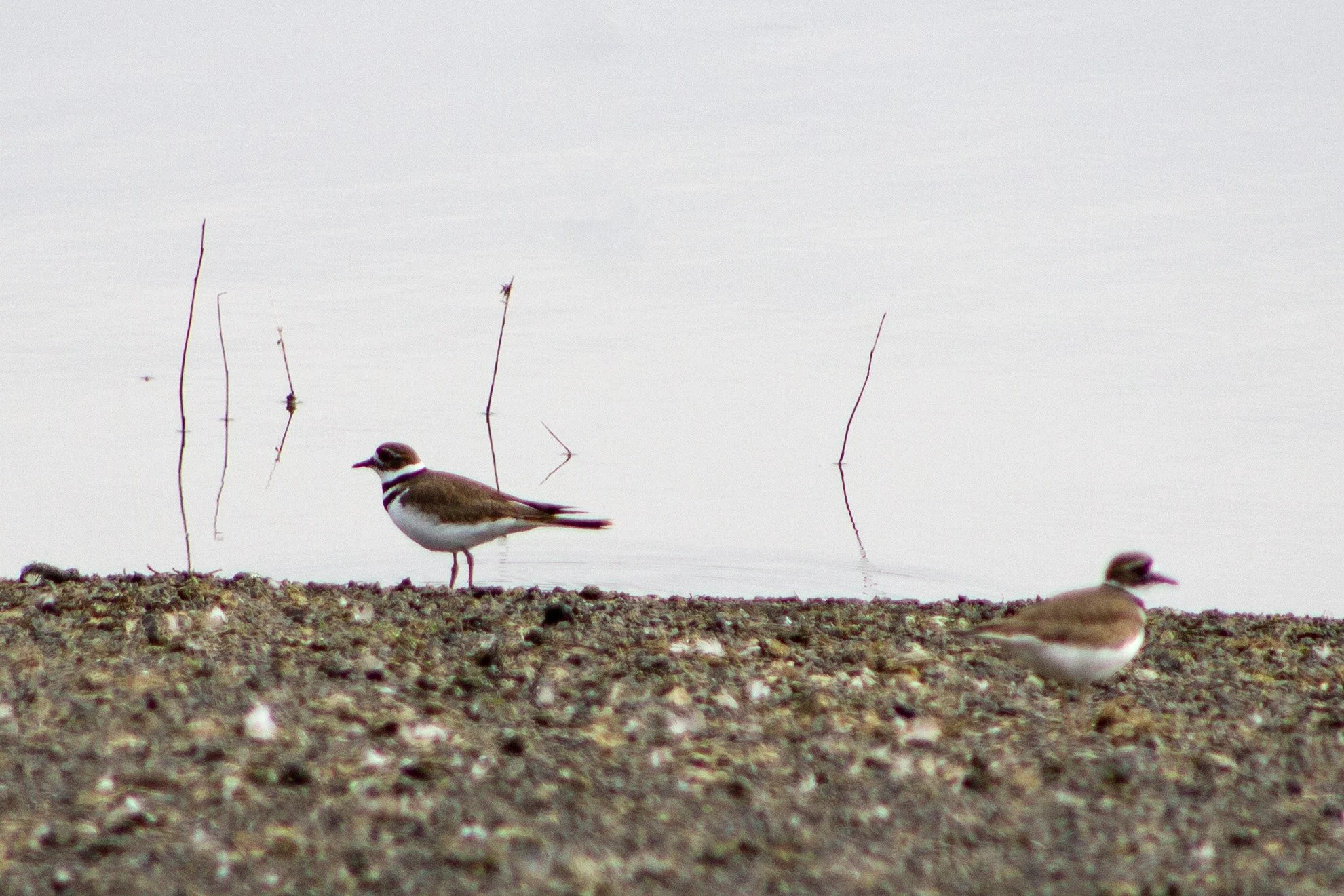 Killdeer on lakeshore