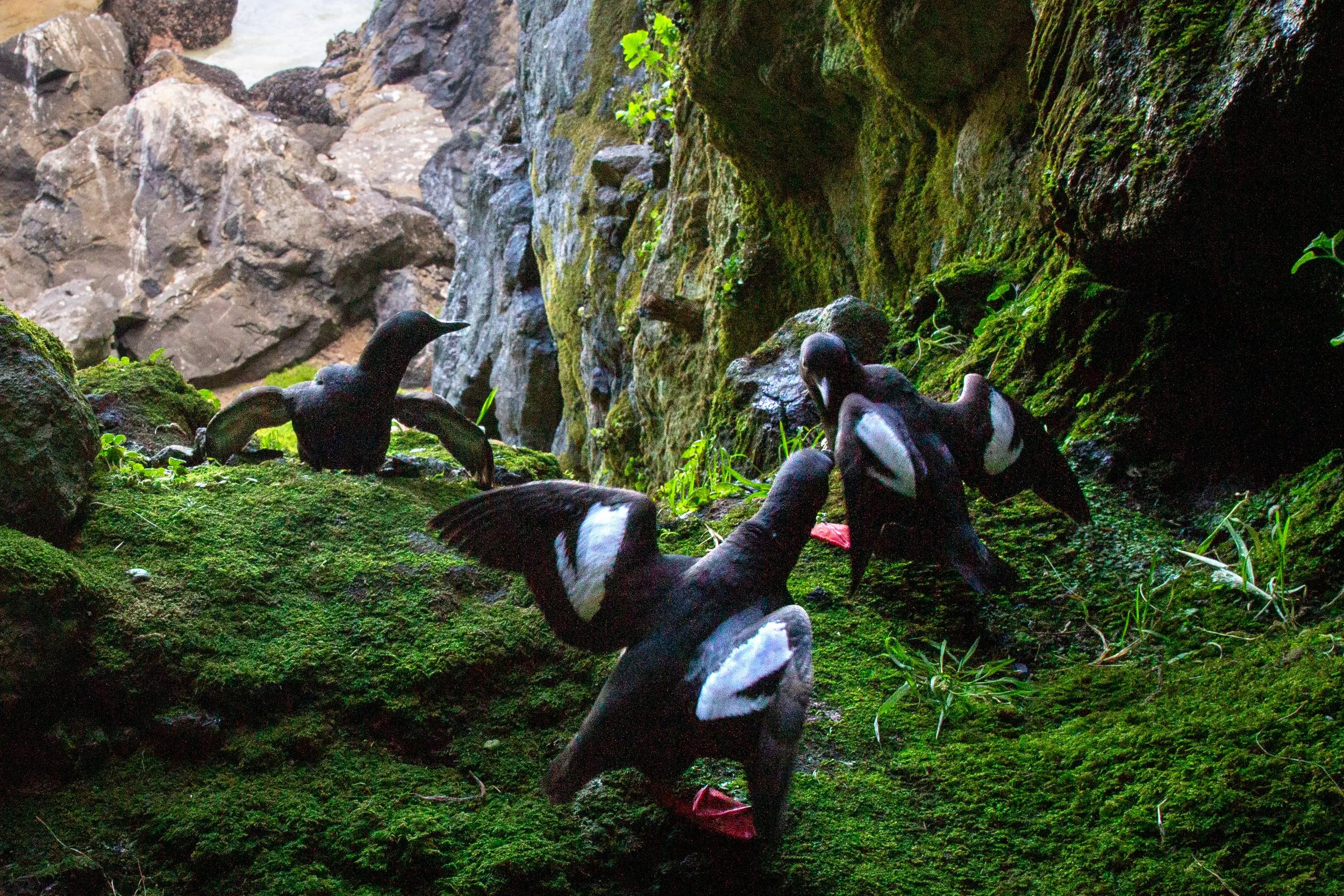 Three pigeon guillemots interacting with lifted wings