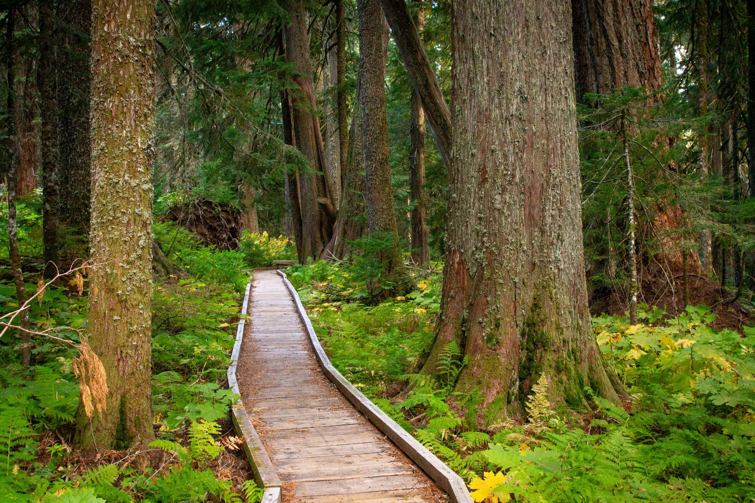 Boardwalk trail through old growth forest at Lost Lake