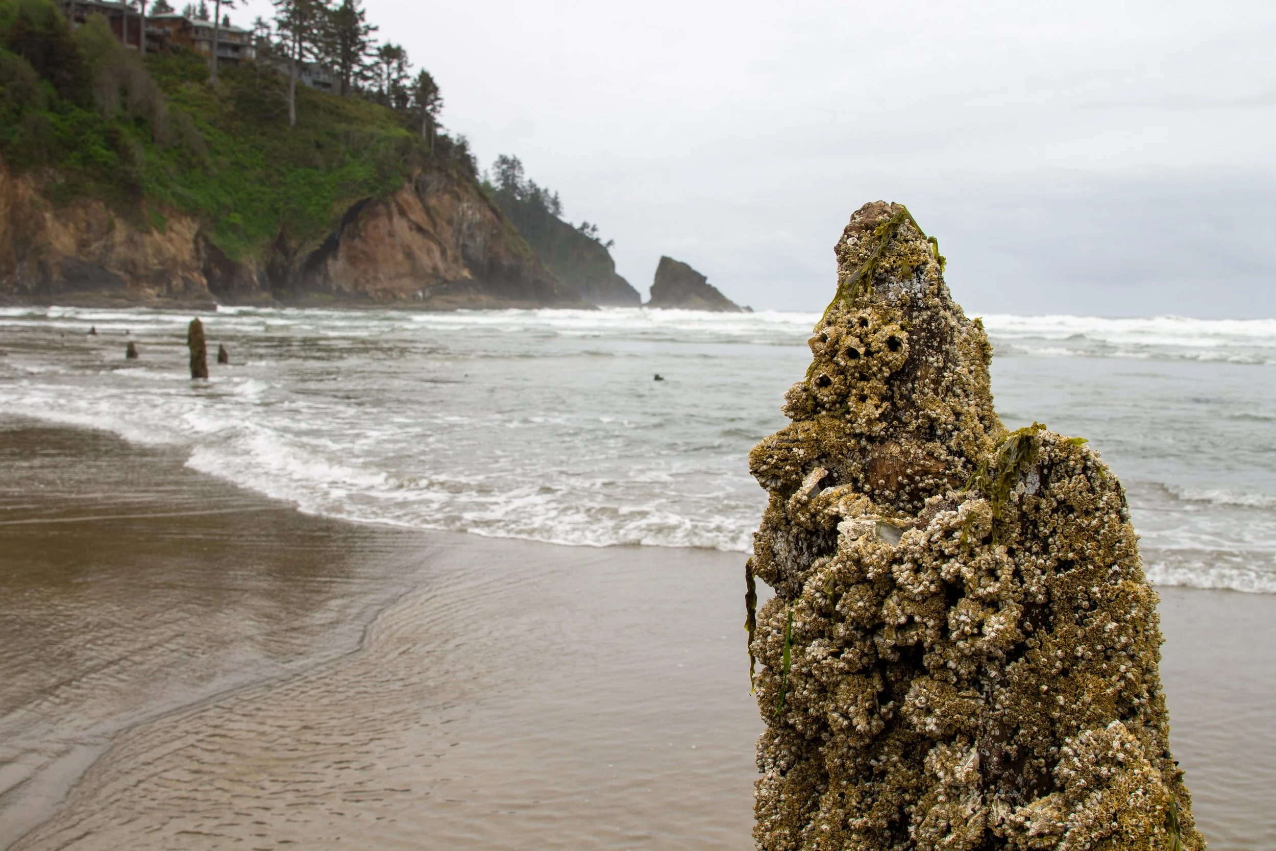 Stump in the Ghost Forest on moody beach