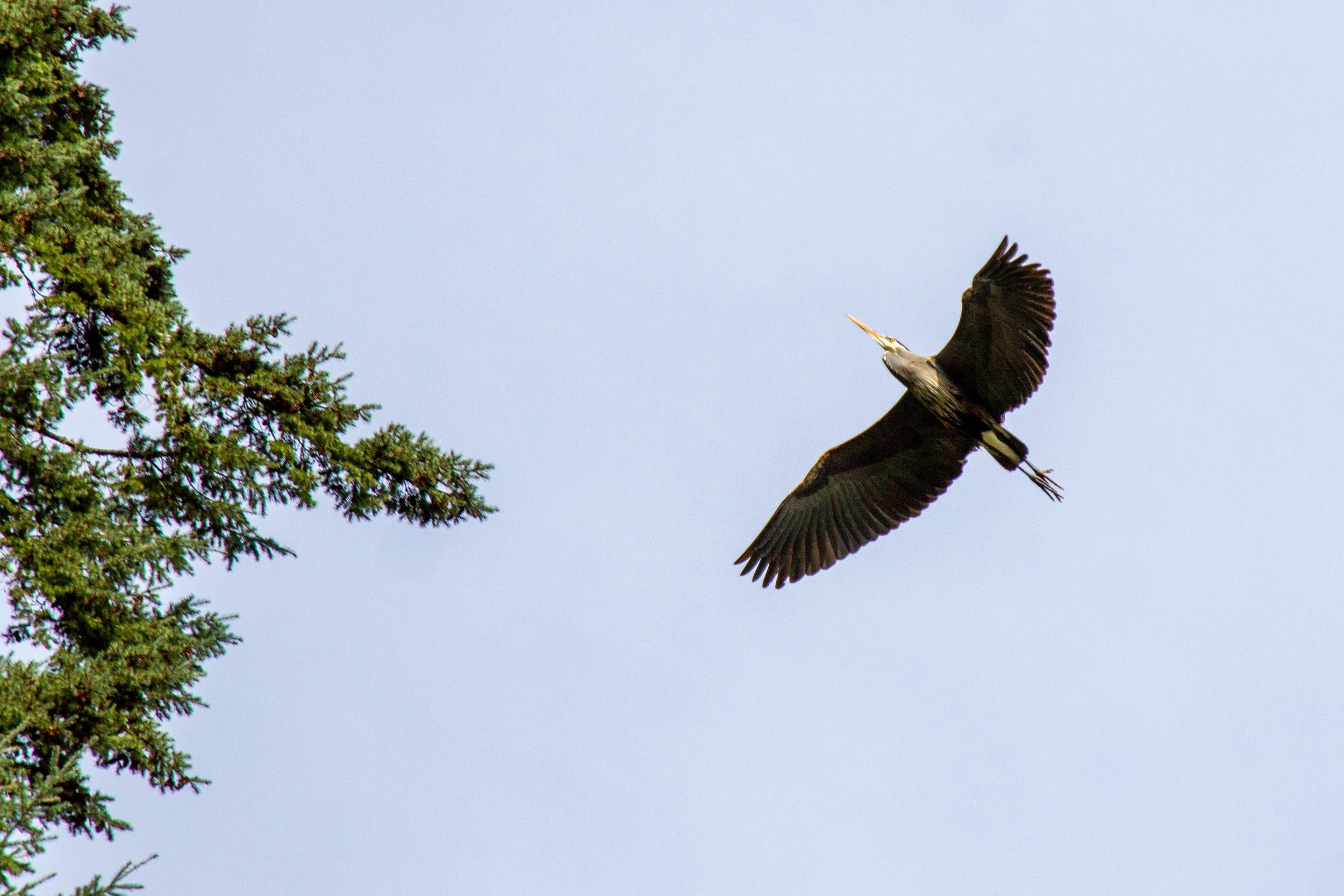 Heron in flight approaches tree