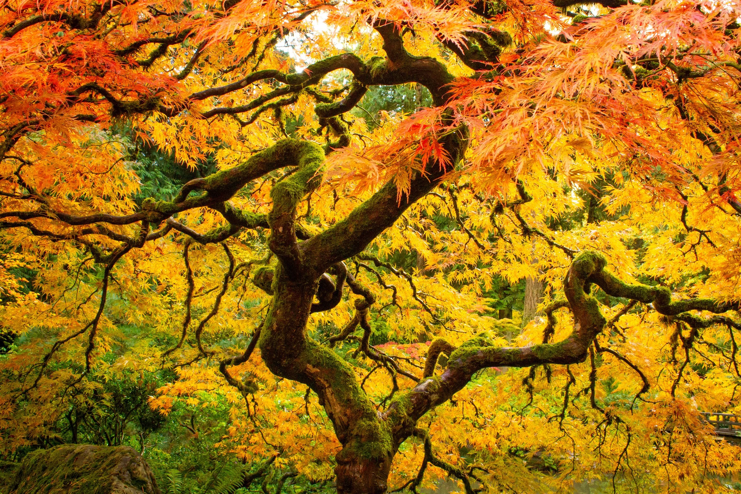 15 Best Fall Activities in Portland [Local’s Guide] — Pines and Vines