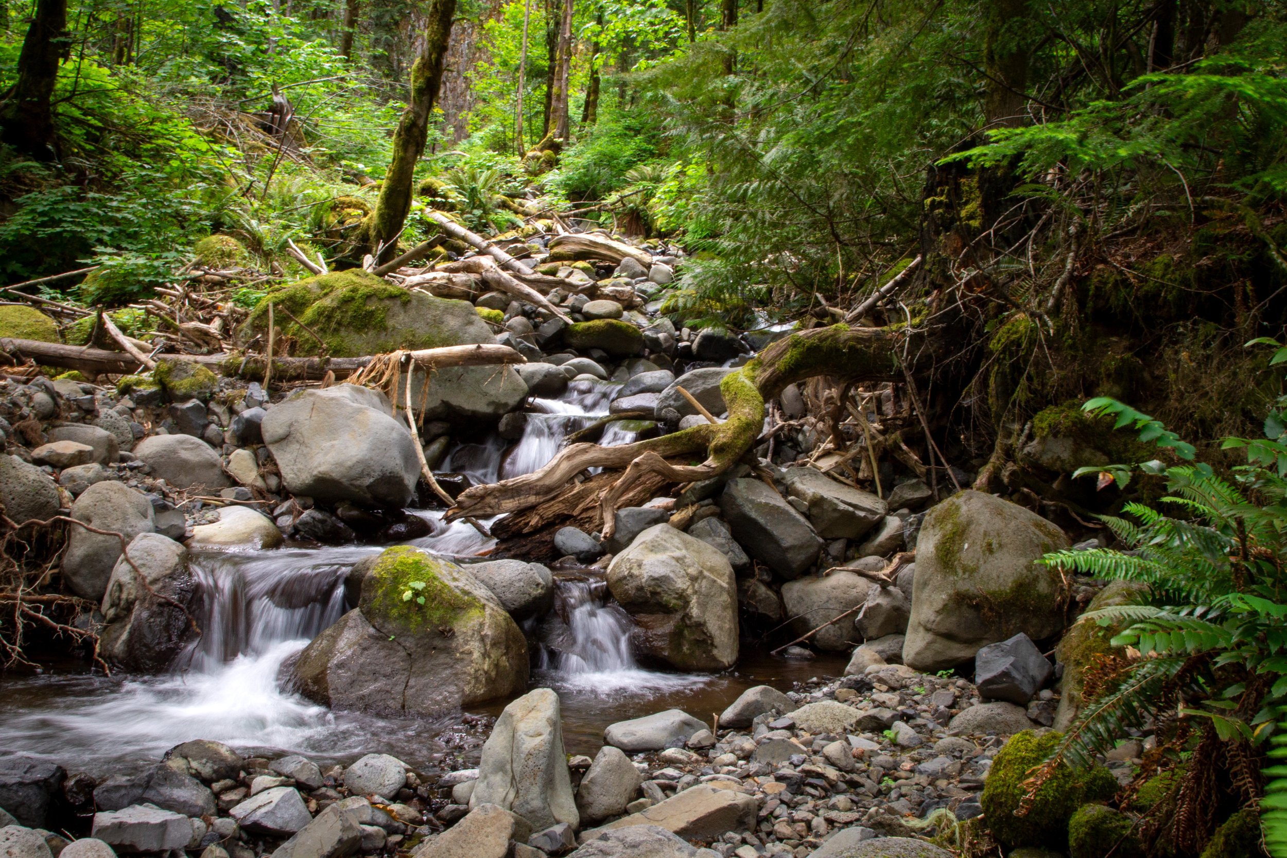 Dry Creek cascades over rocks in the forest