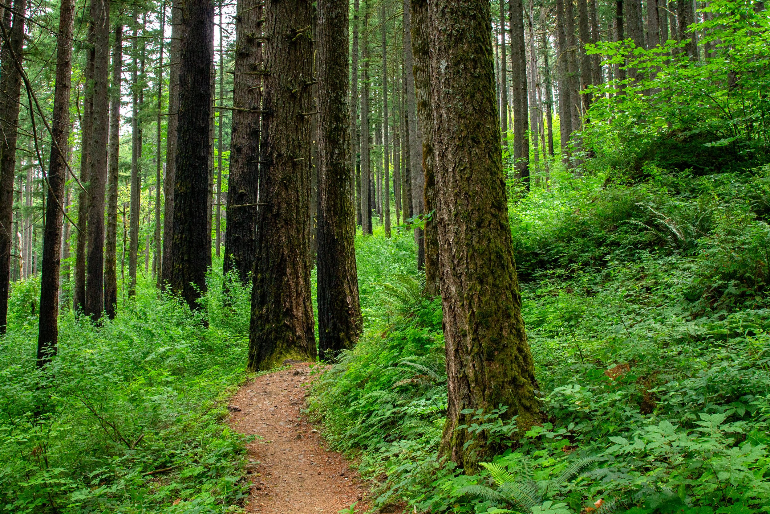 Charred tree trunks on forested hiking trail