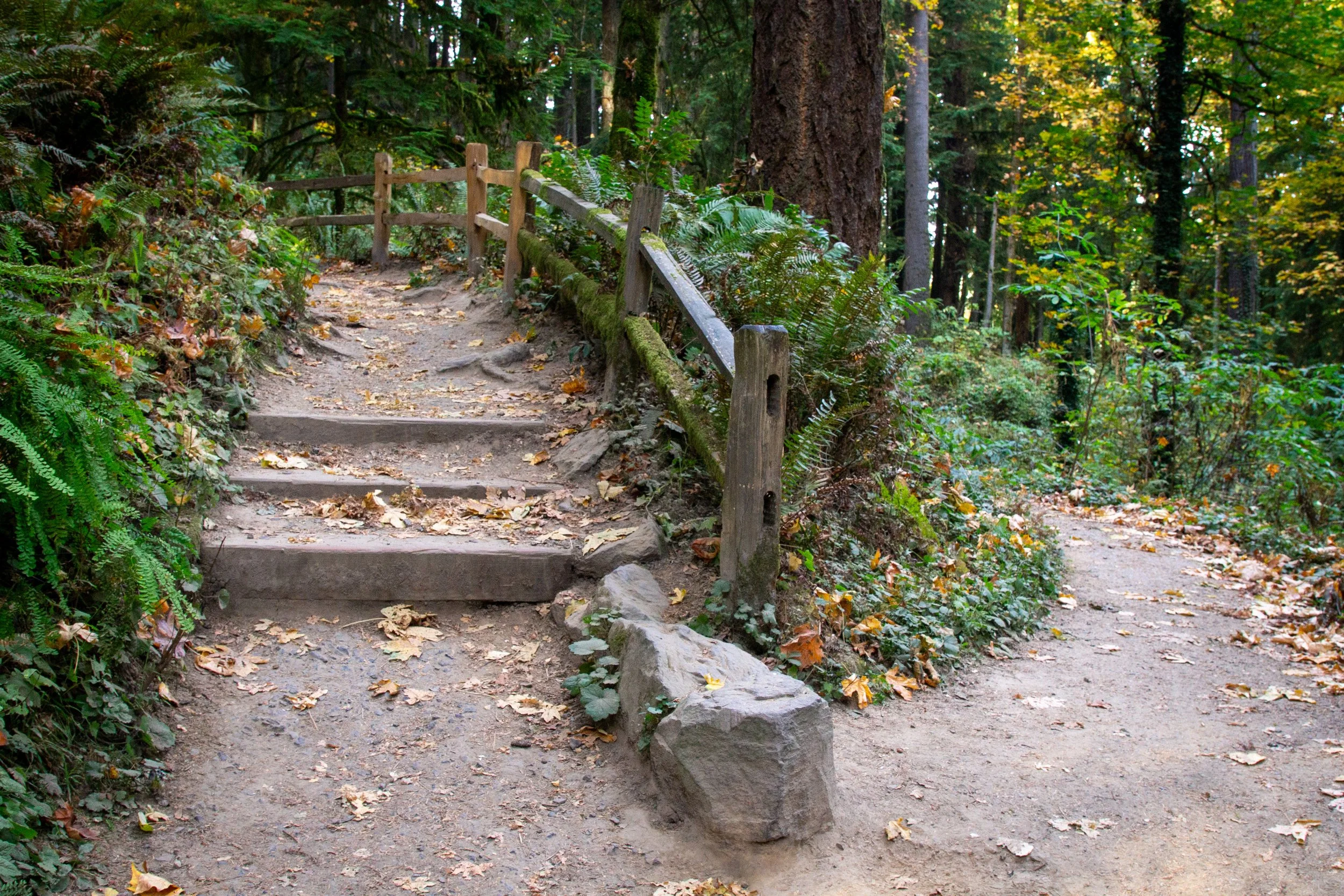 Steps on forested hiking trail