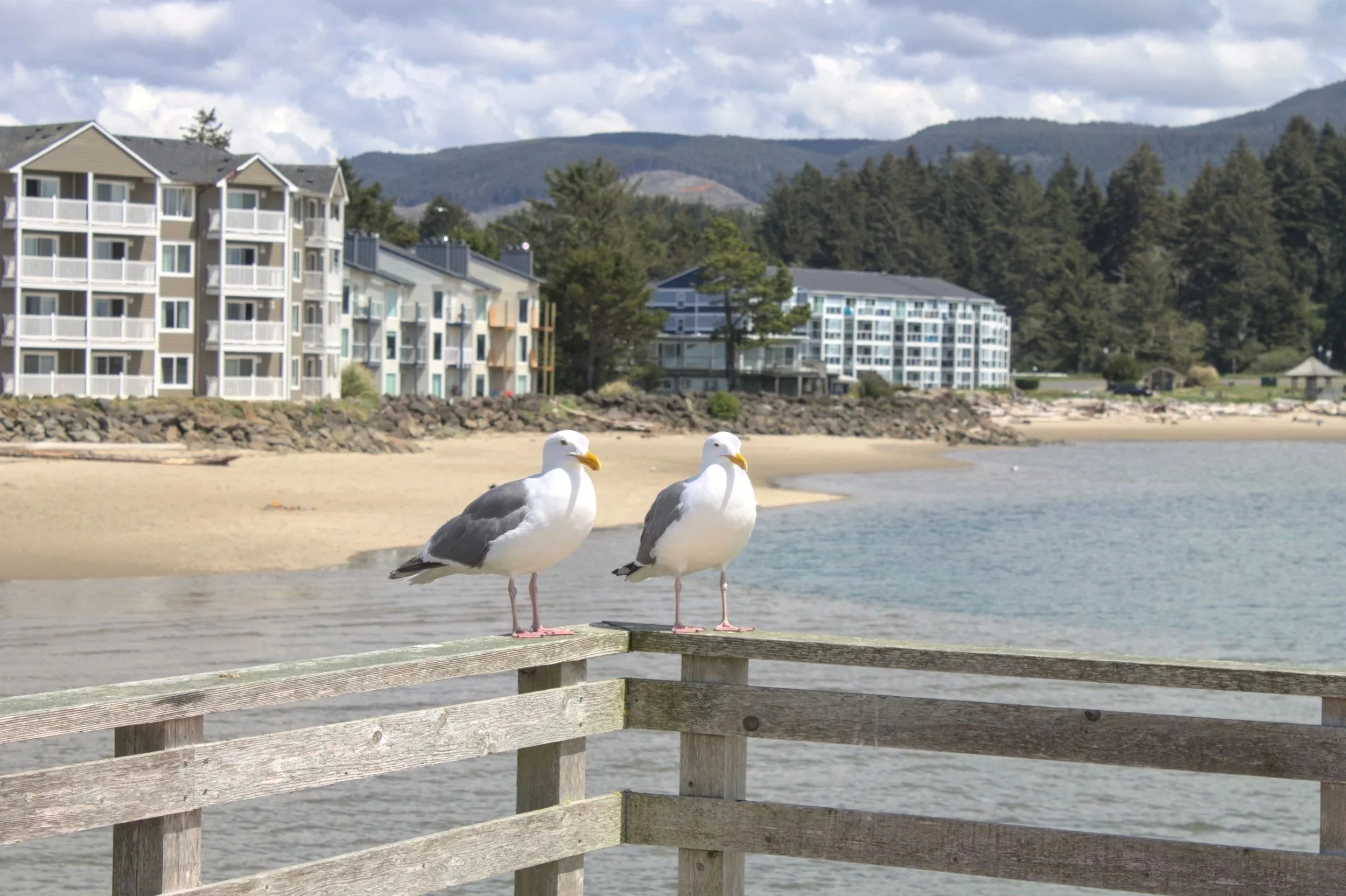 Seagulls on dock