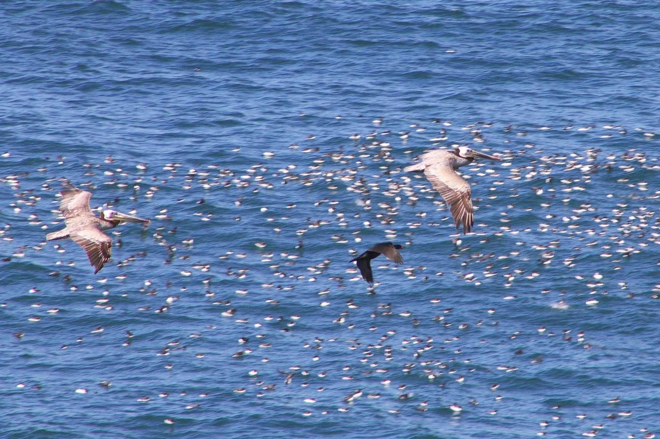 Birds flying over the ocean