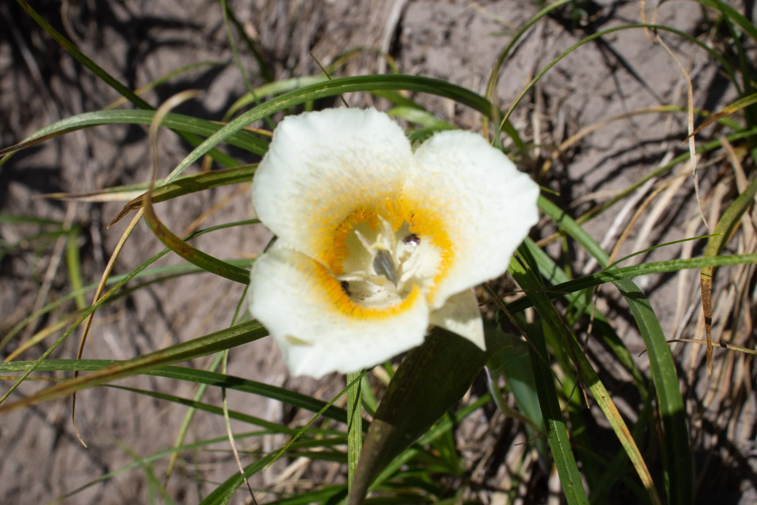 Subalpine mariposa lily