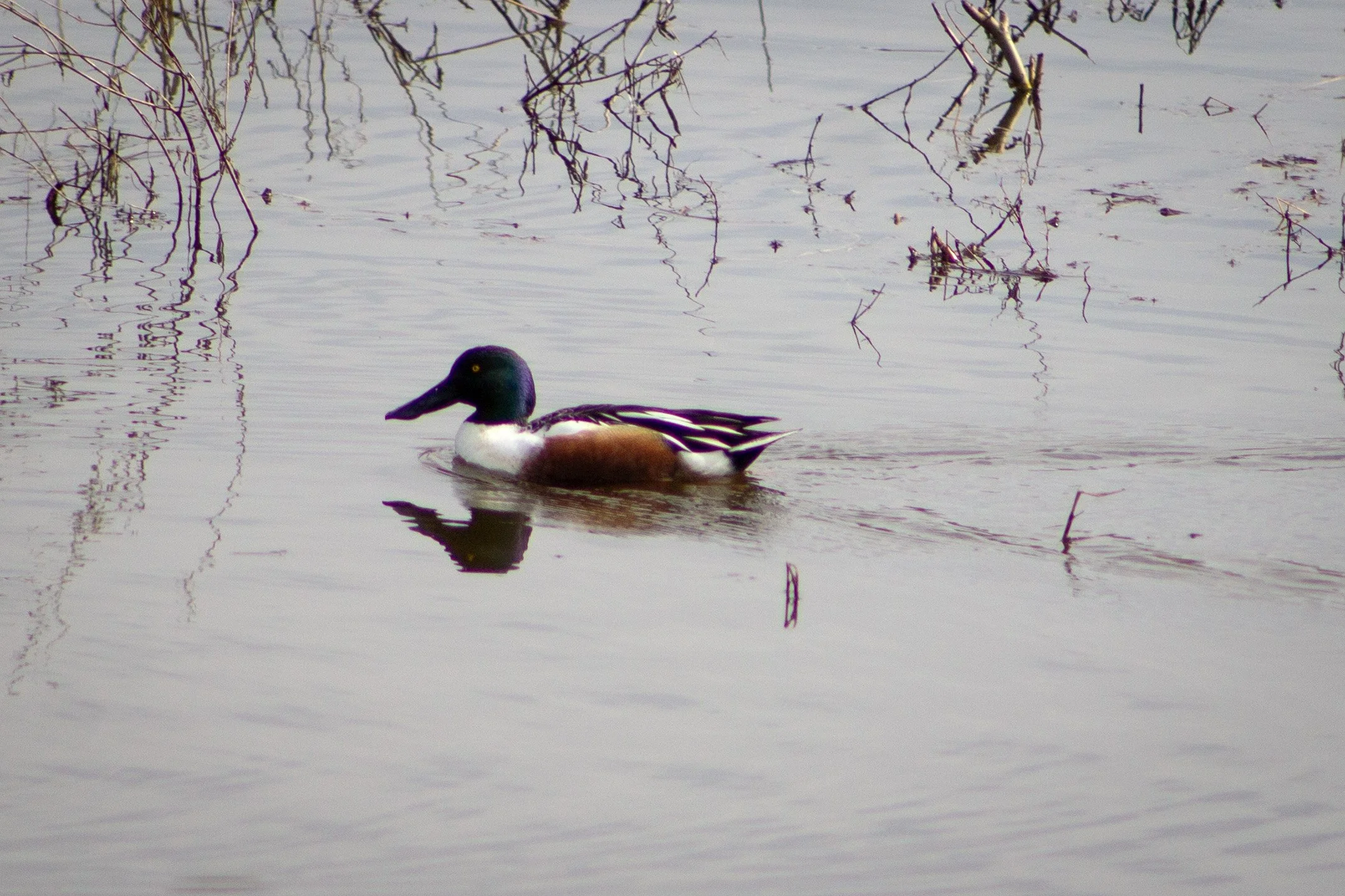Northern shoveler swimming