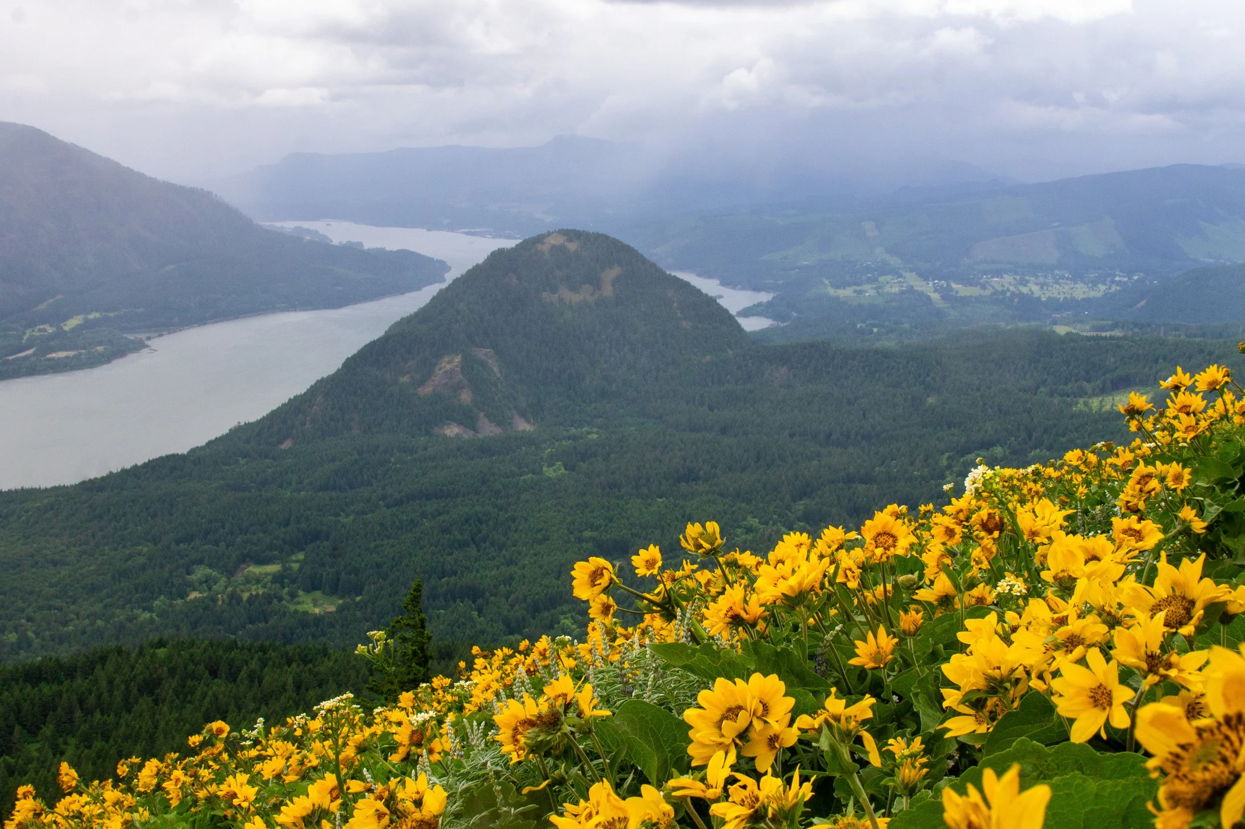 Balsamroot blooming in front of Columbia Gorge view