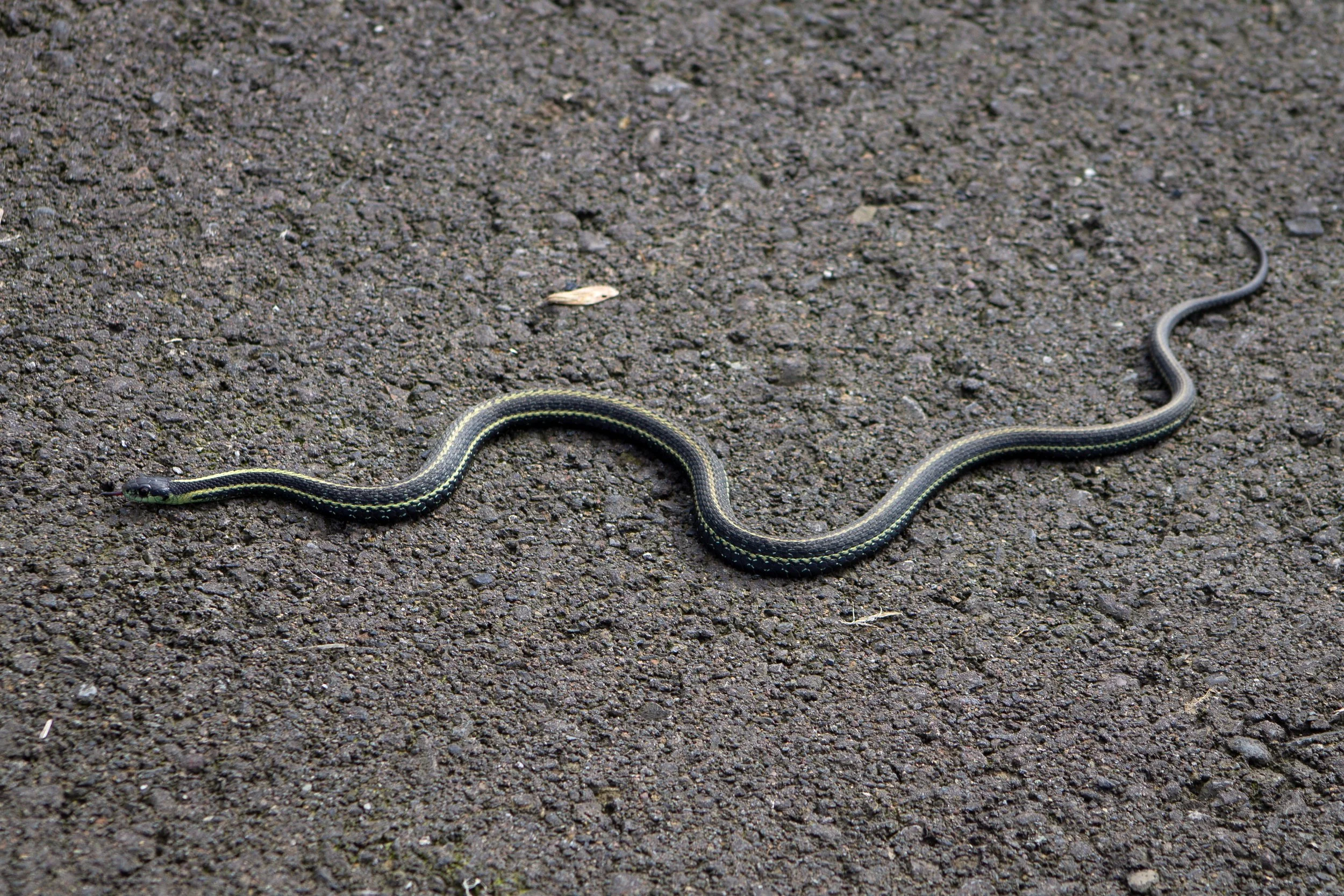 Garter snake on pavement