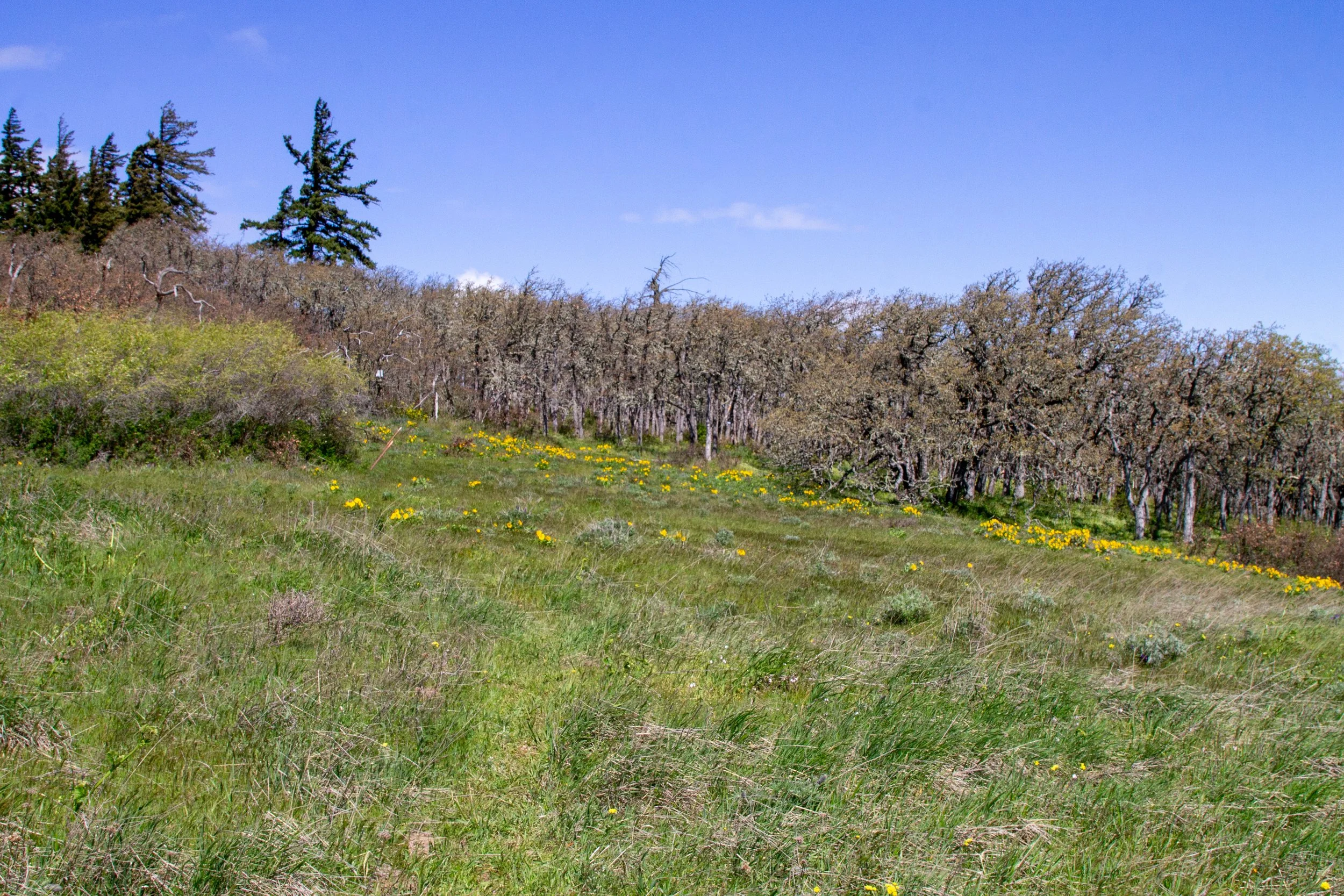 Oak thicket beyond field