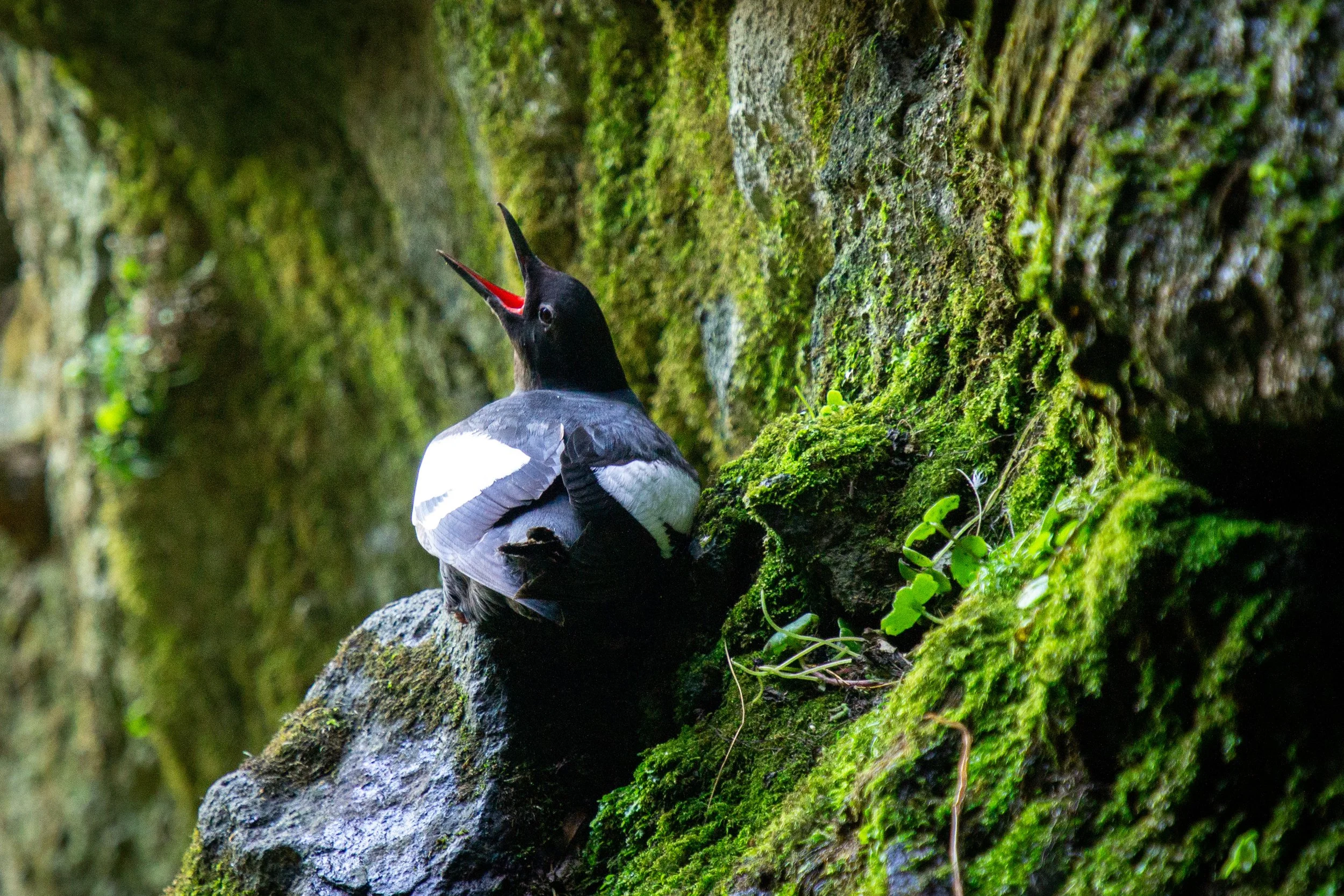Pigeon guillemot with open mouth