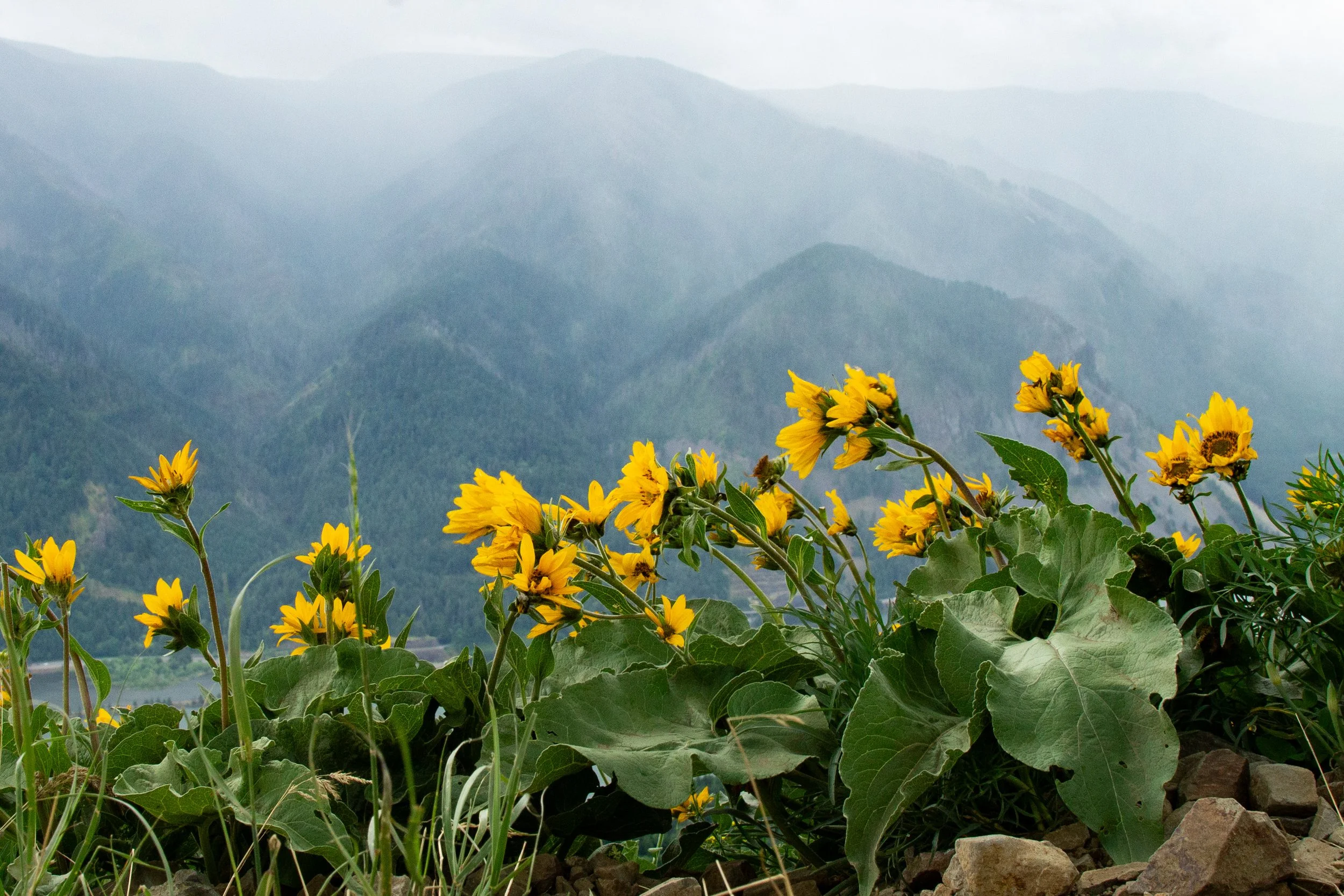 Wildflowers blow in the wind in front of mountain view