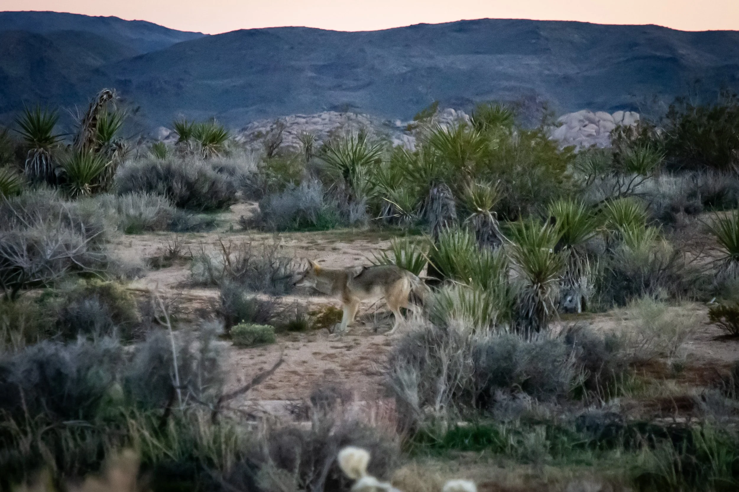 Coyote in Joshua Tree National Park at dusk